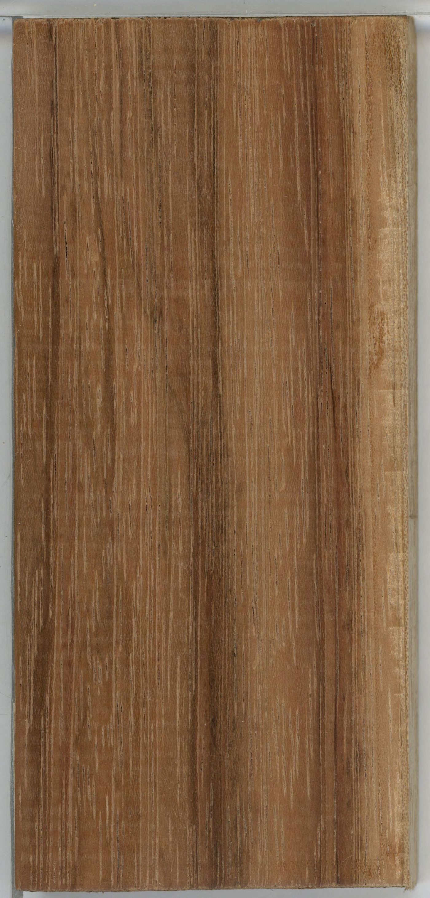 Jatoba (Hymenaea courbaril) wood and tree photograph