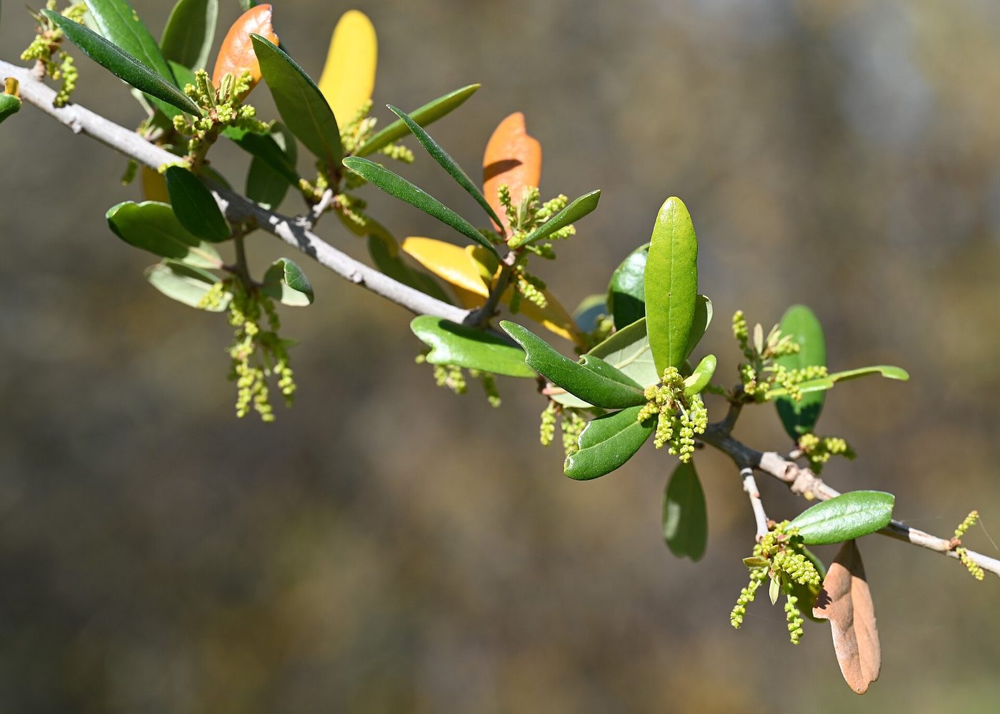Live Oak (Quercus virginiana) wood and tree photograph