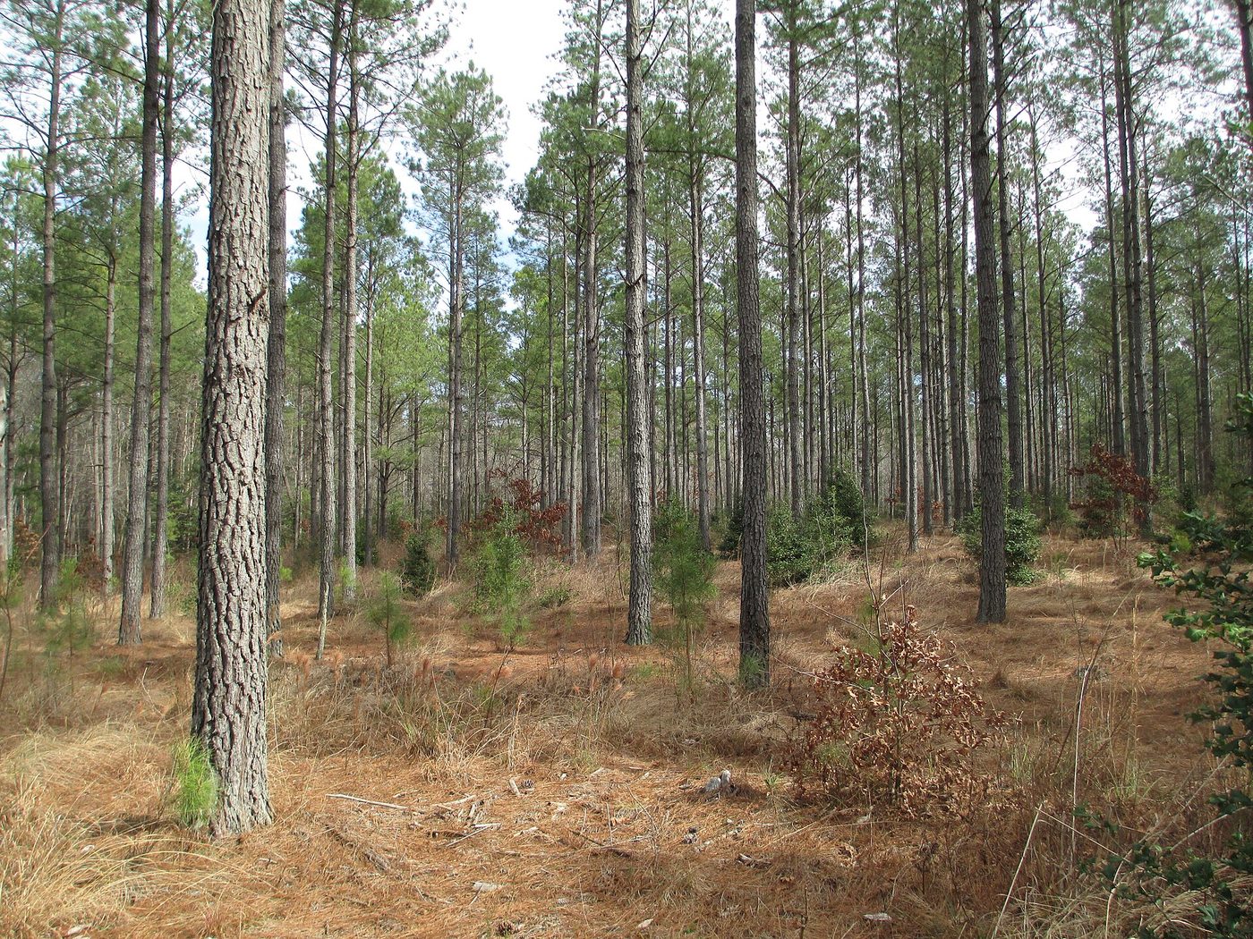 Loblolly pine (Pinus taeda L.) wood and tree photograph