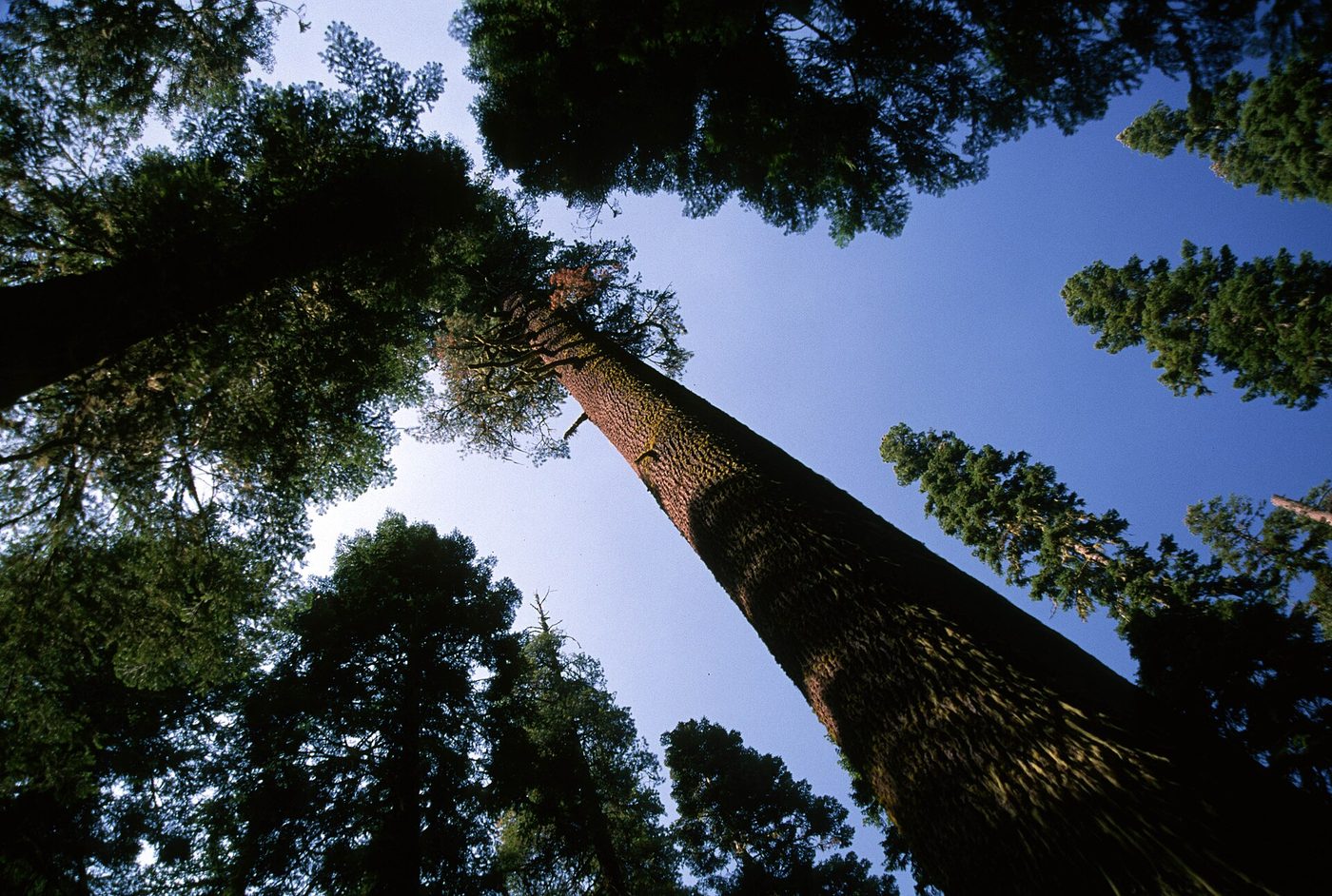 Lodgepole pine (Pinus contorta Dougl. ex Loud.) wood and tree photograph