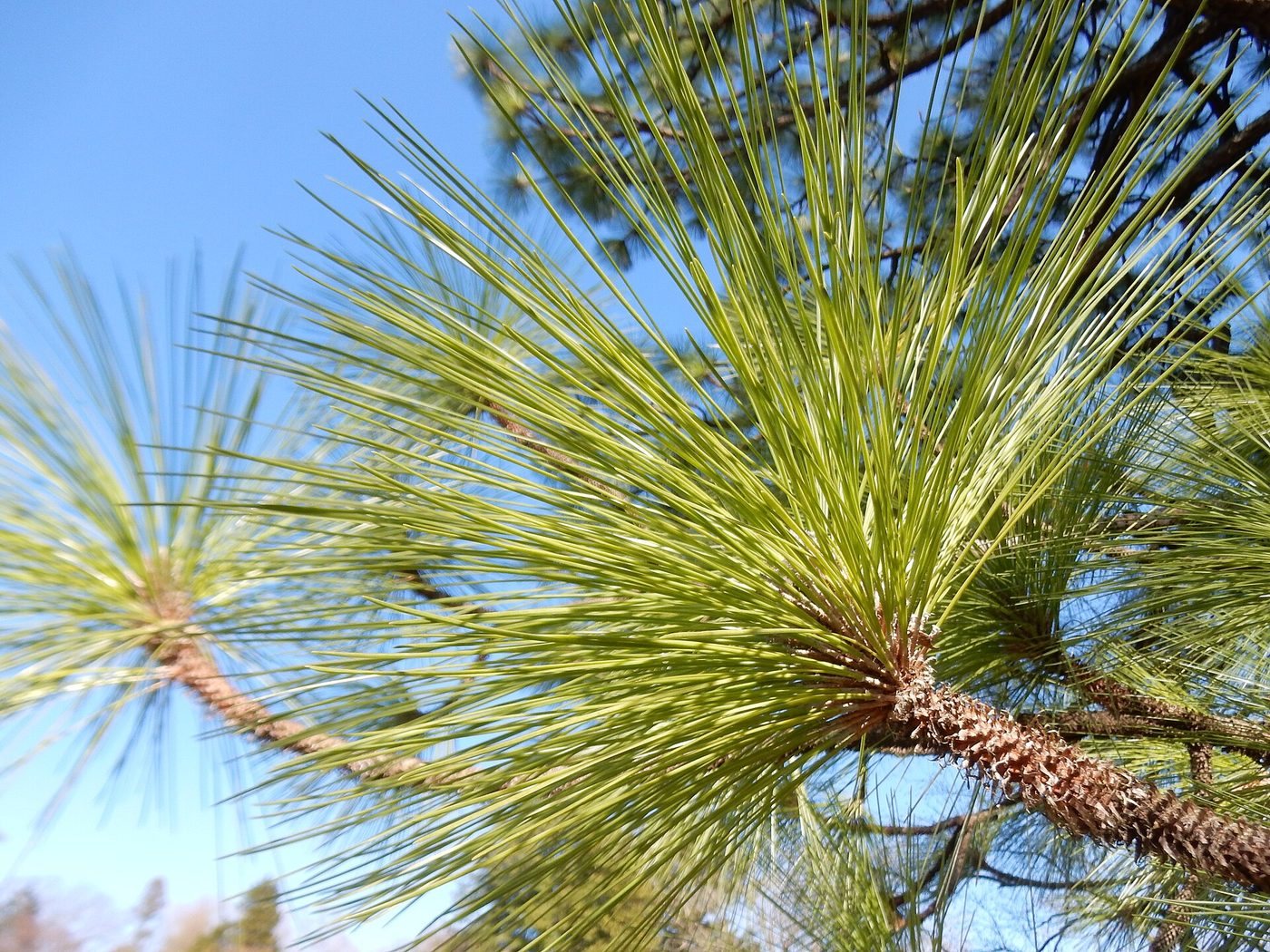 Longleaf pine (Pinus palustris Mill.) wood and tree photograph