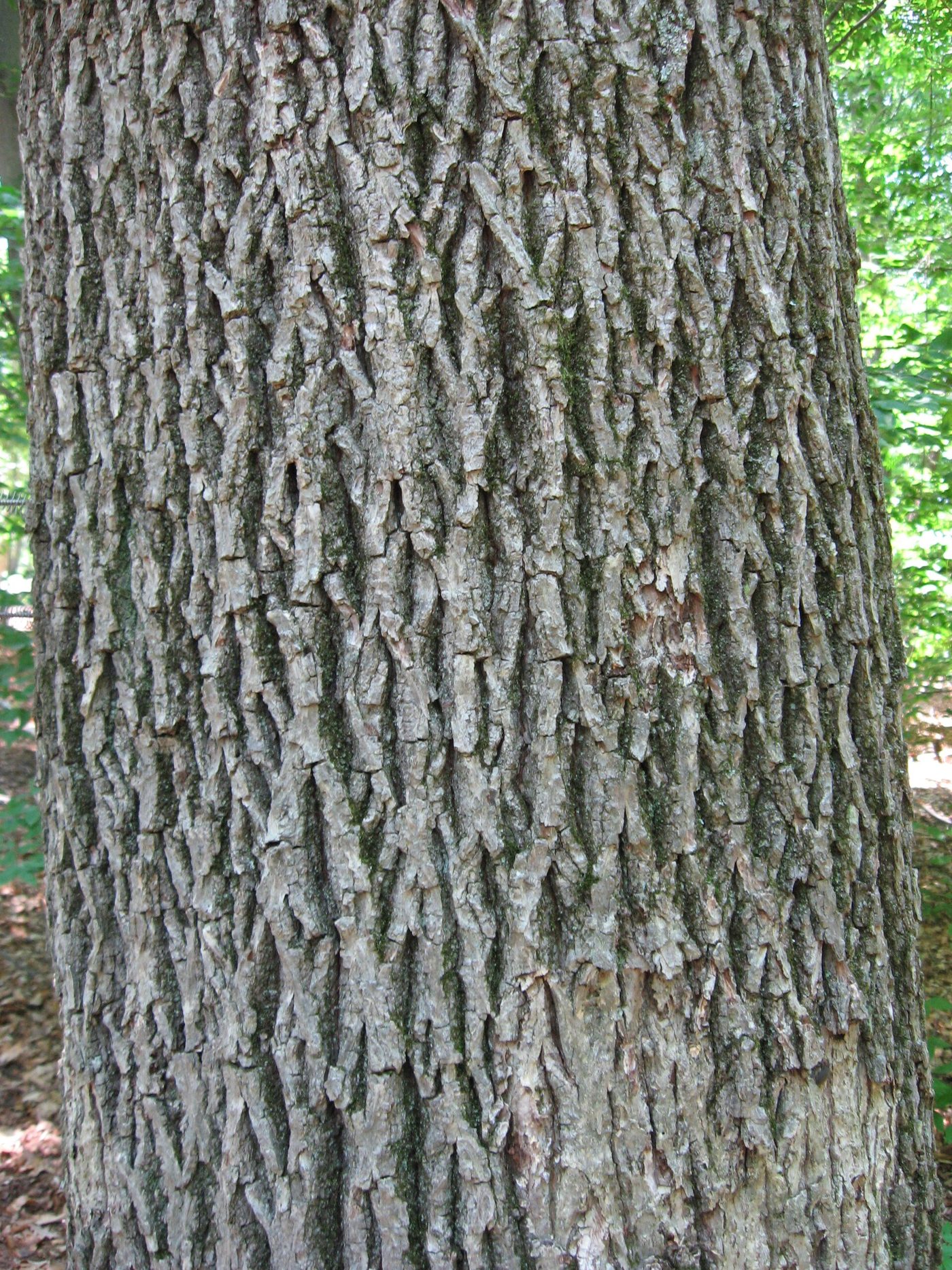 Mockernut Hickory (Carya tomentosa) wood and tree photograph