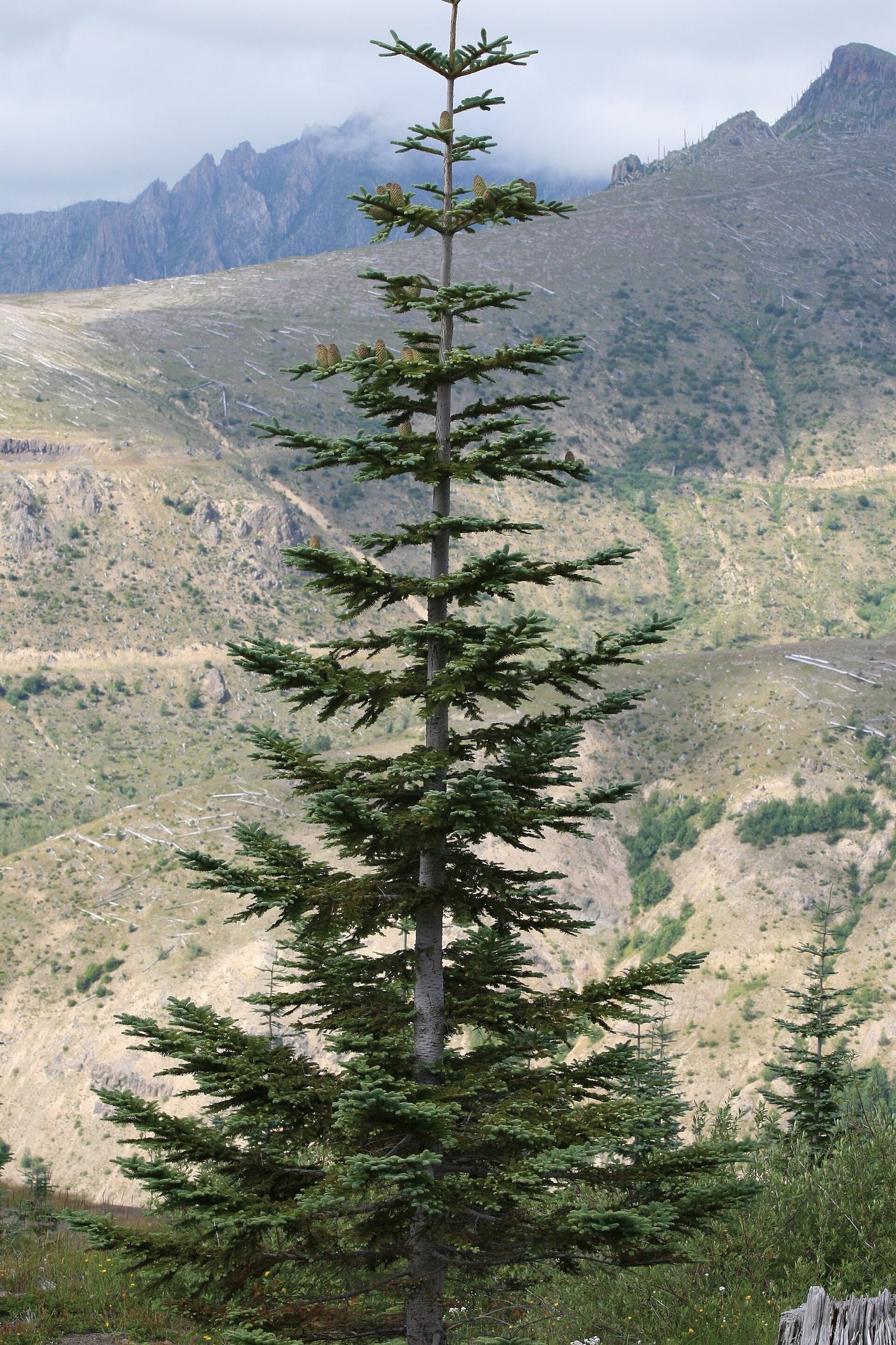 Noble Fir (Abies procera Rehd.) wood and tree photograph