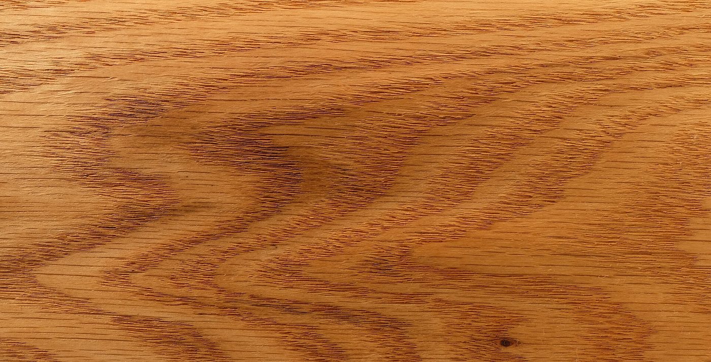 Northern Red Oak (Quercus rubra) wood and tree photograph