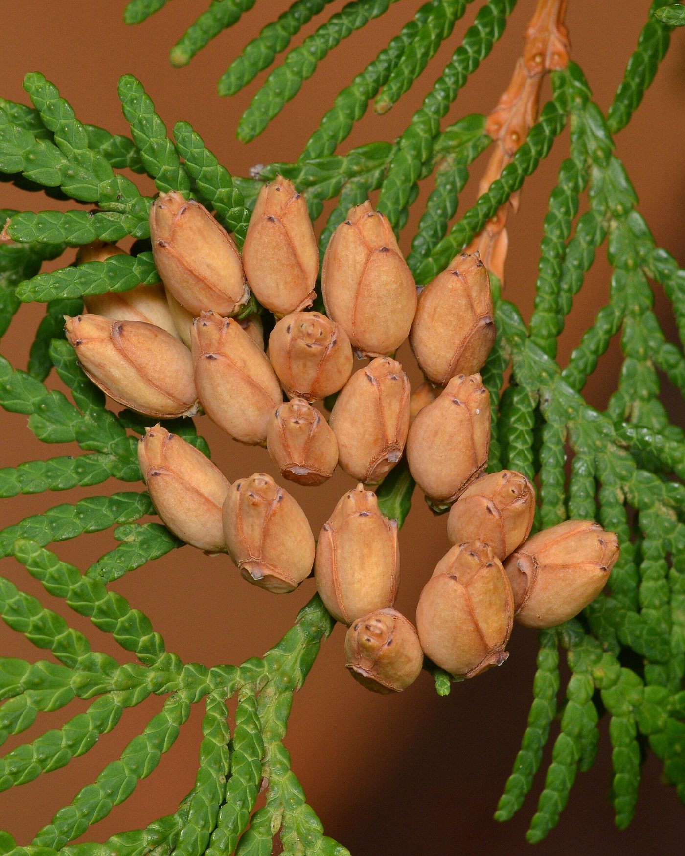 Northern White Cedar (Thuja occidentalis L.) wood and tree photograph