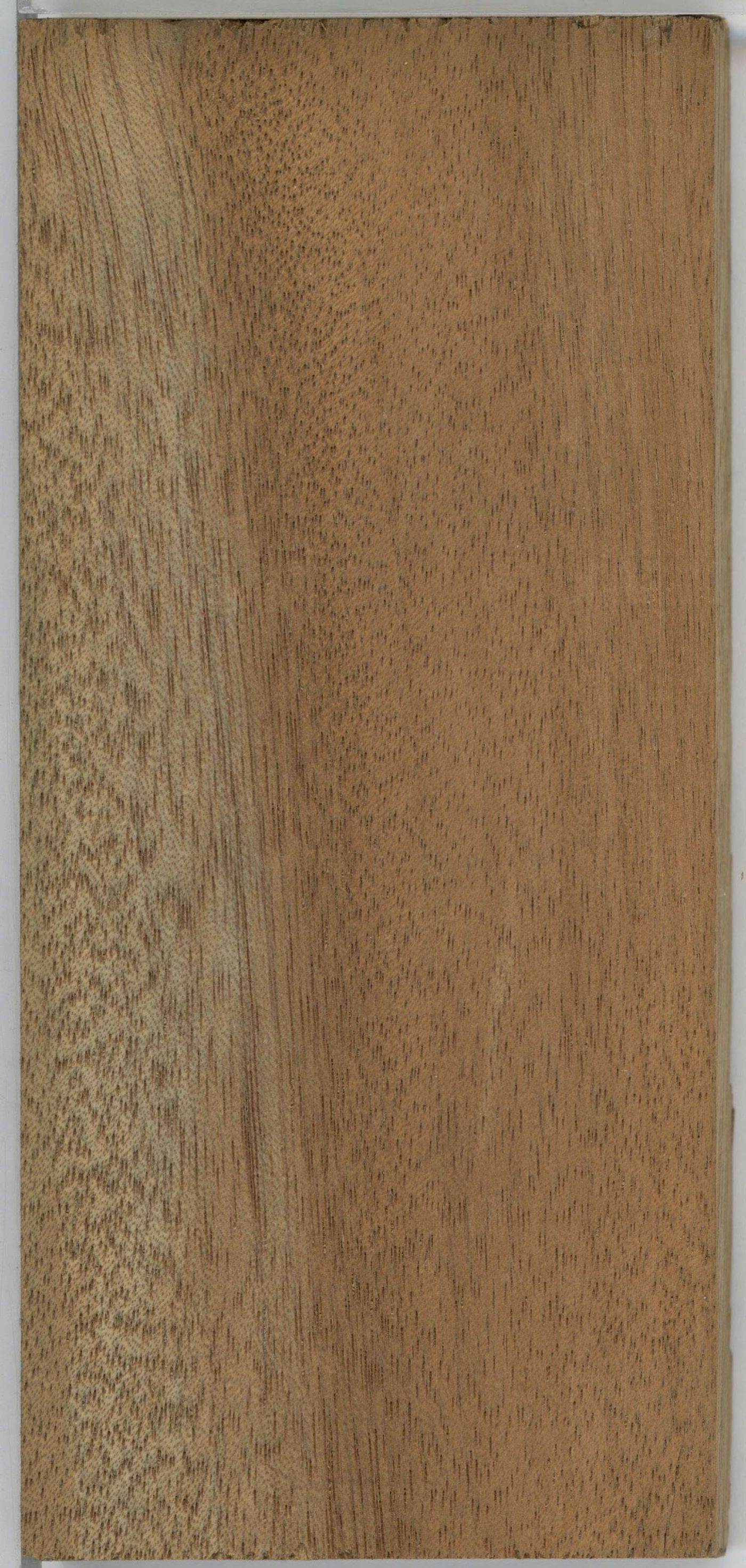 Okoume (Aucoumea klaineana) wood and tree photograph