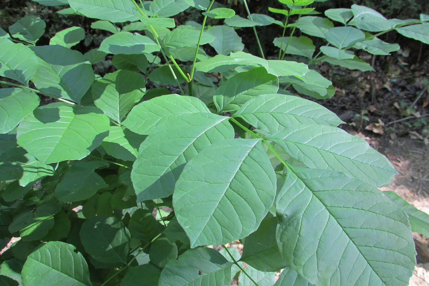 Oregon Ash (Fraxinus latifolia) wood and tree photograph
