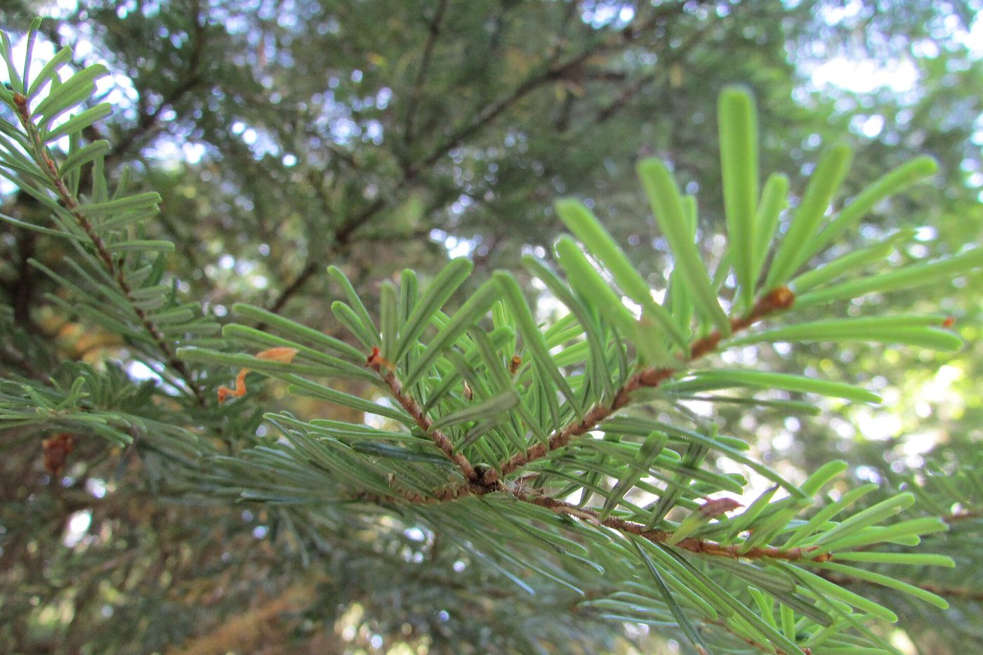 Pacific Silver Fir (Abies amabilis Dougl. ex Forbes) wood and tree photograph