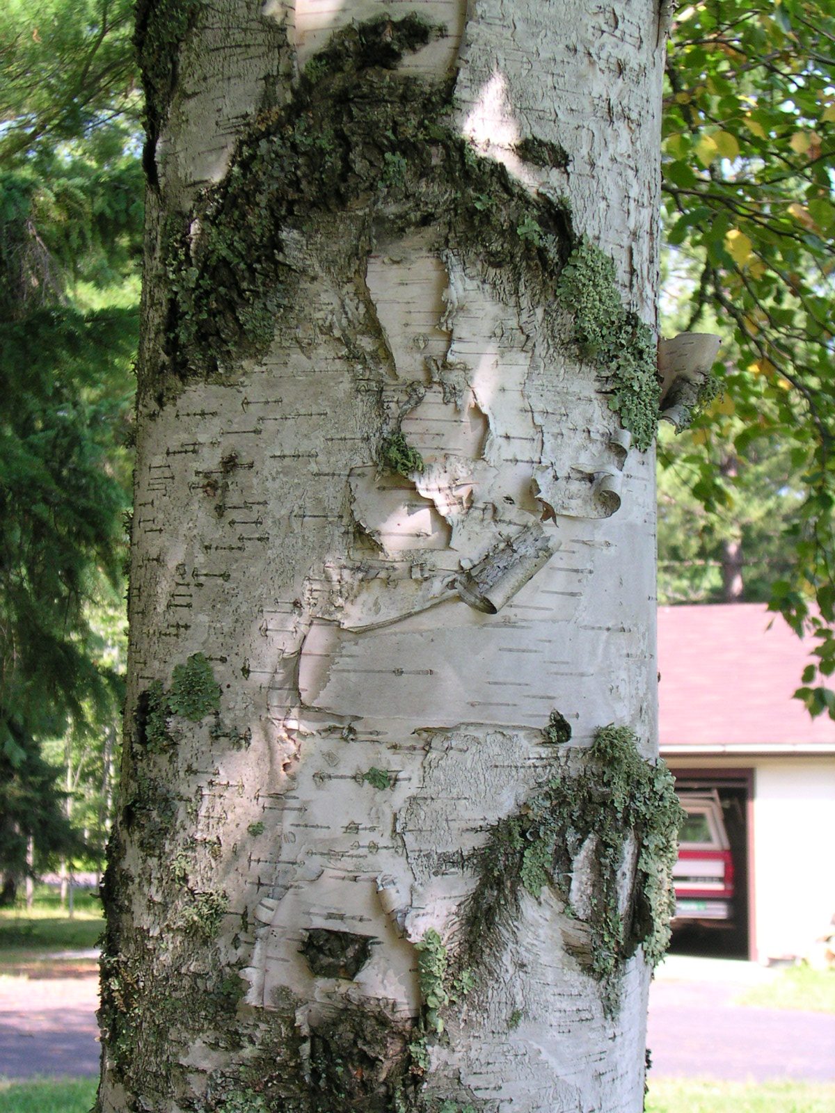 Paper Birch (Betula papyrifera) wood and tree photograph