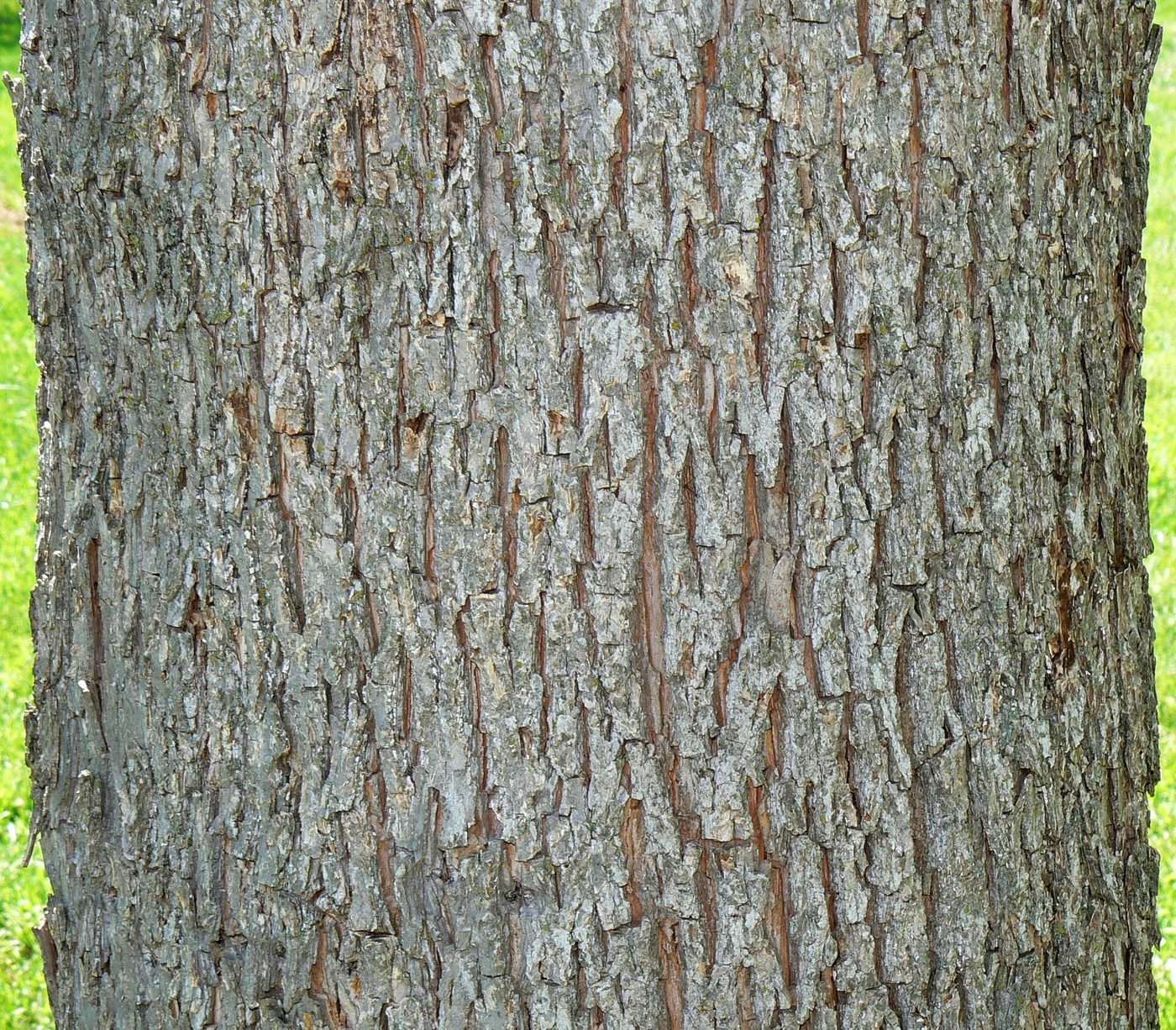 Pecan (Carya illinoensis) wood and tree photograph