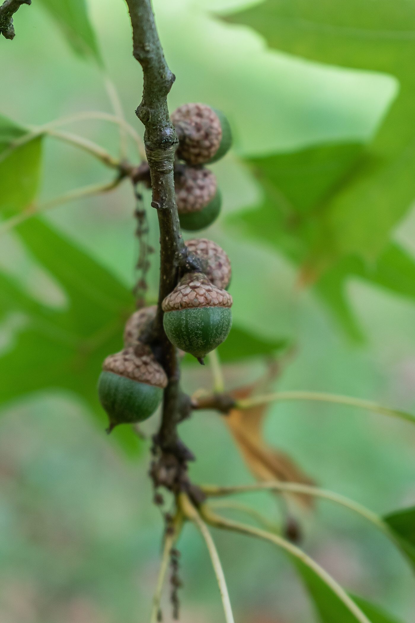 Pin Oak (Quercus palustris) wood and tree photograph