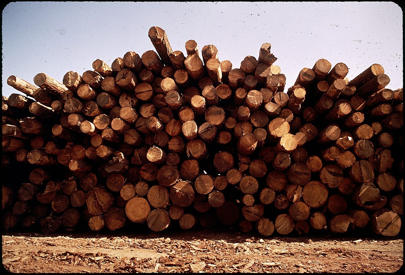 Ponderosa pine (Pinus ponderosa Dougl. ex Laws.) wood and tree photograph