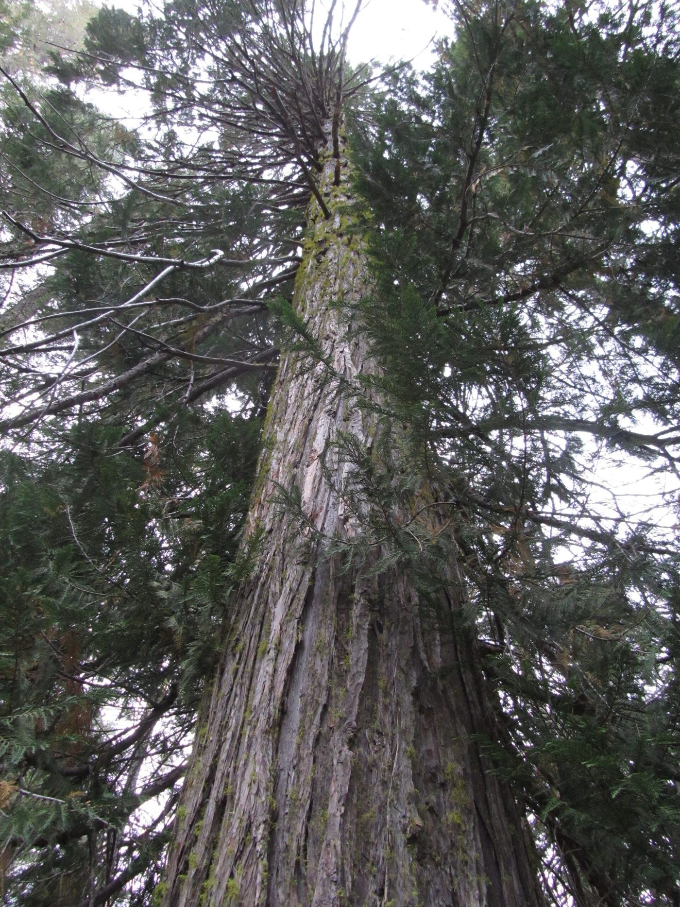 Port-Orford Cedar (Chamaecyparis lawsoniana (A. Murr.) Parl.) wood and tree photograph