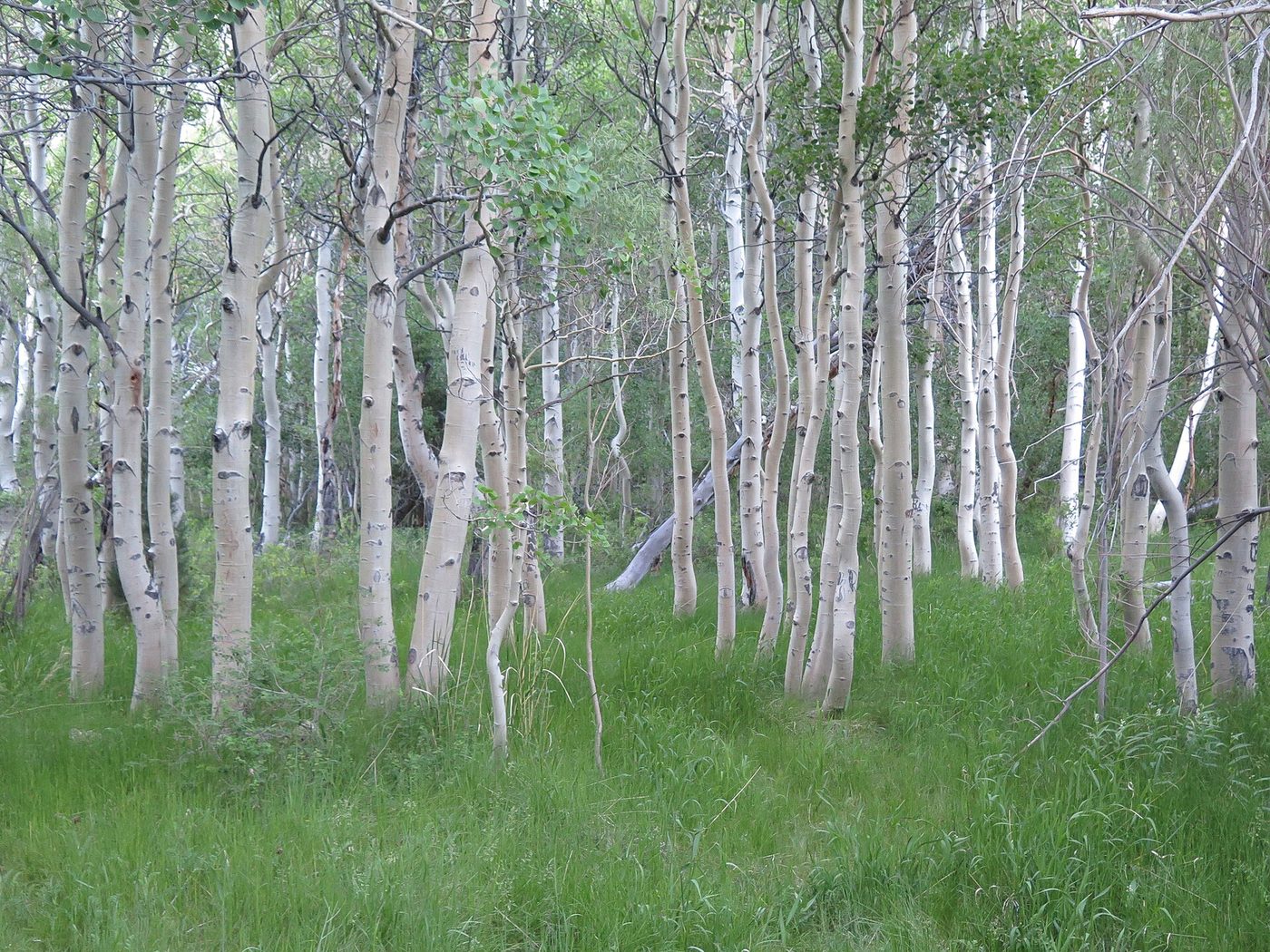 Quaking Aspen (Populus tremuloides) wood and tree photograph