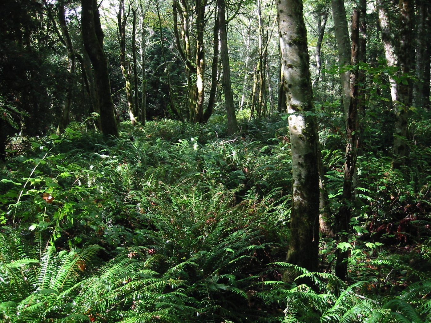 Red Alder (Alnus rubra) wood and tree photograph