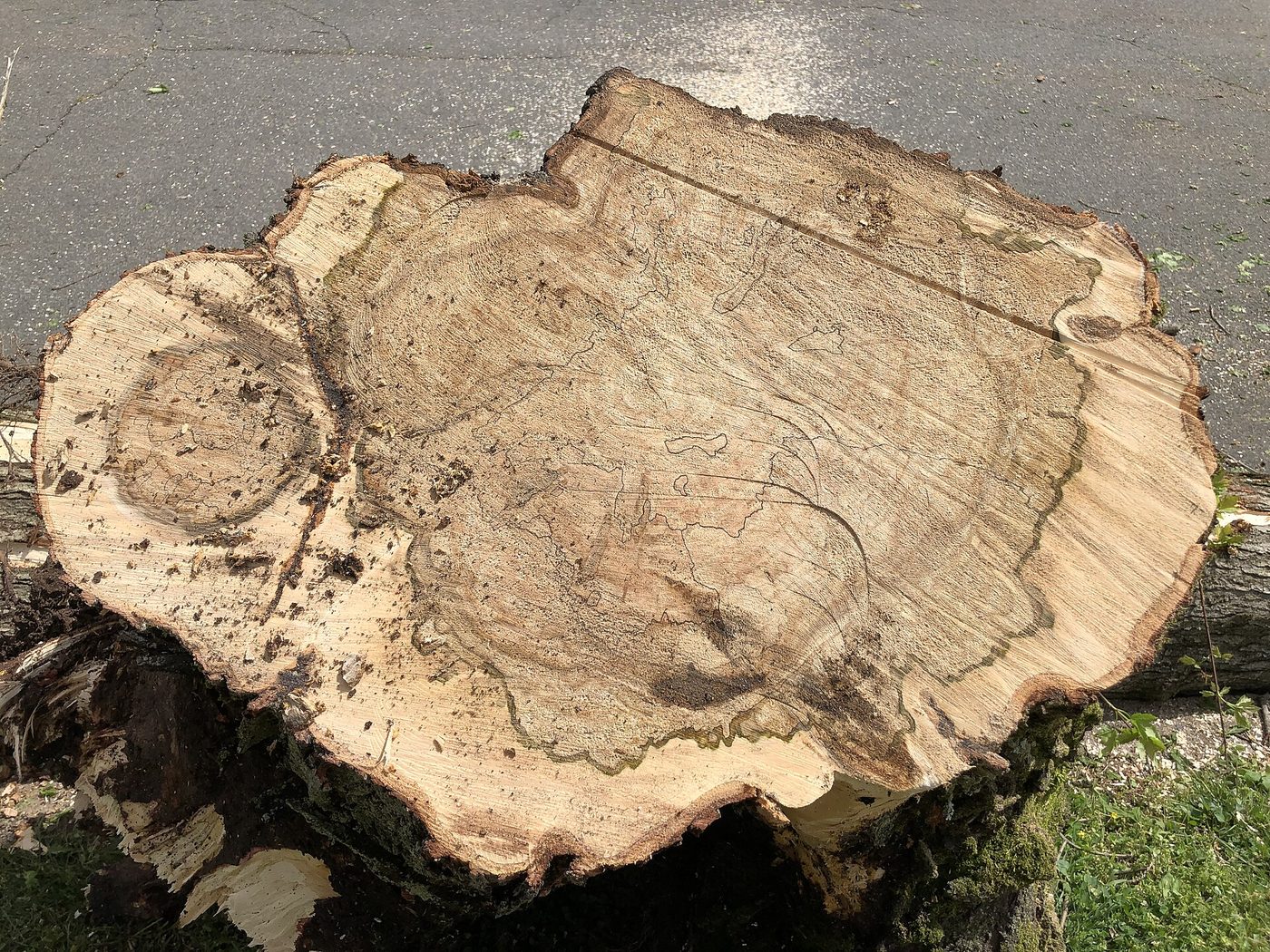 Red Maple (Acer rubrum) wood and tree photograph