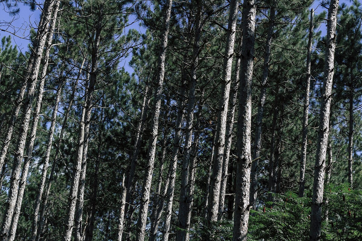 Red pine (Pinus resinosa Ait.) wood and tree photograph