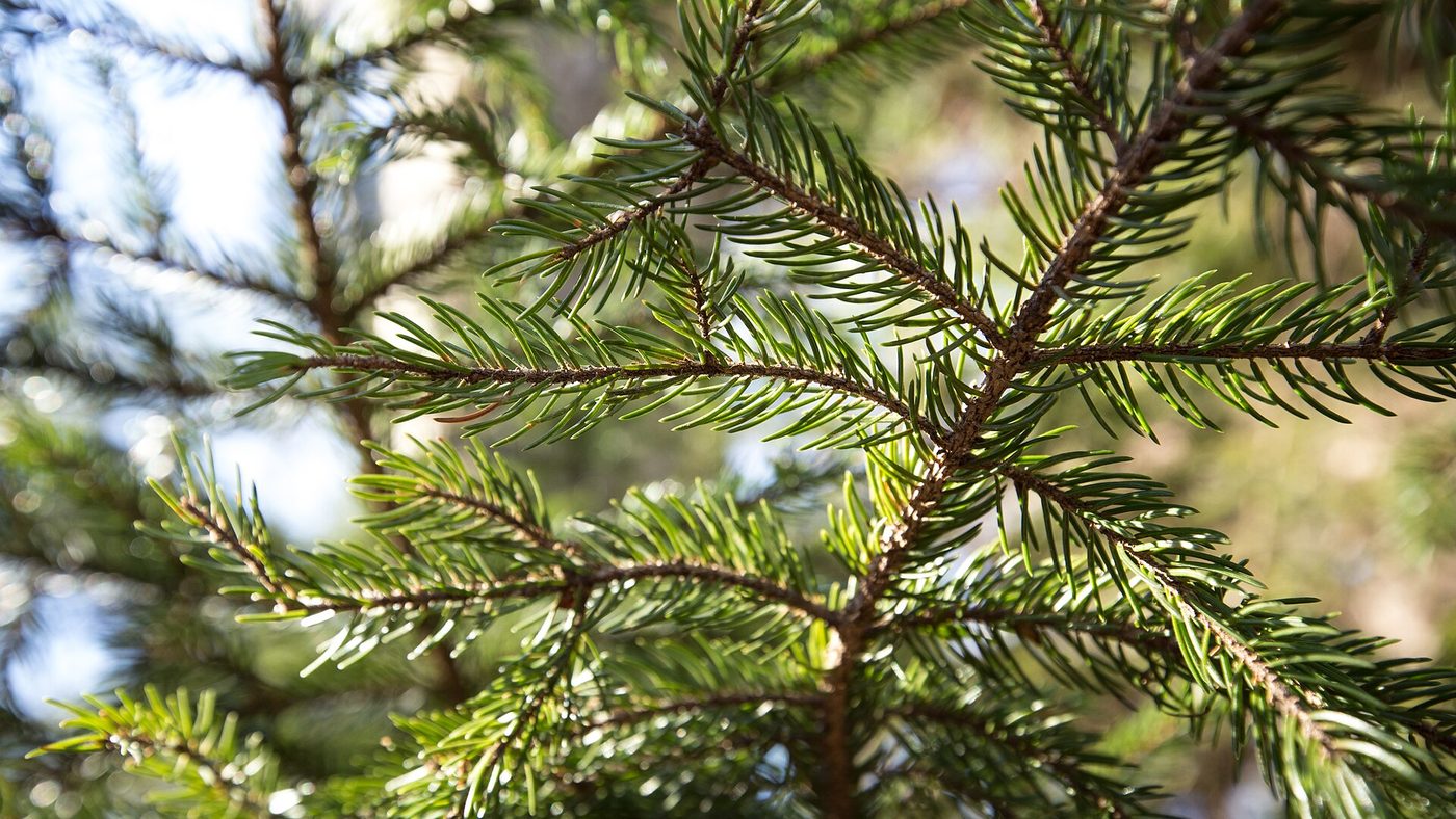 Red spruce (Picea rubens Sarg.) wood and tree photograph