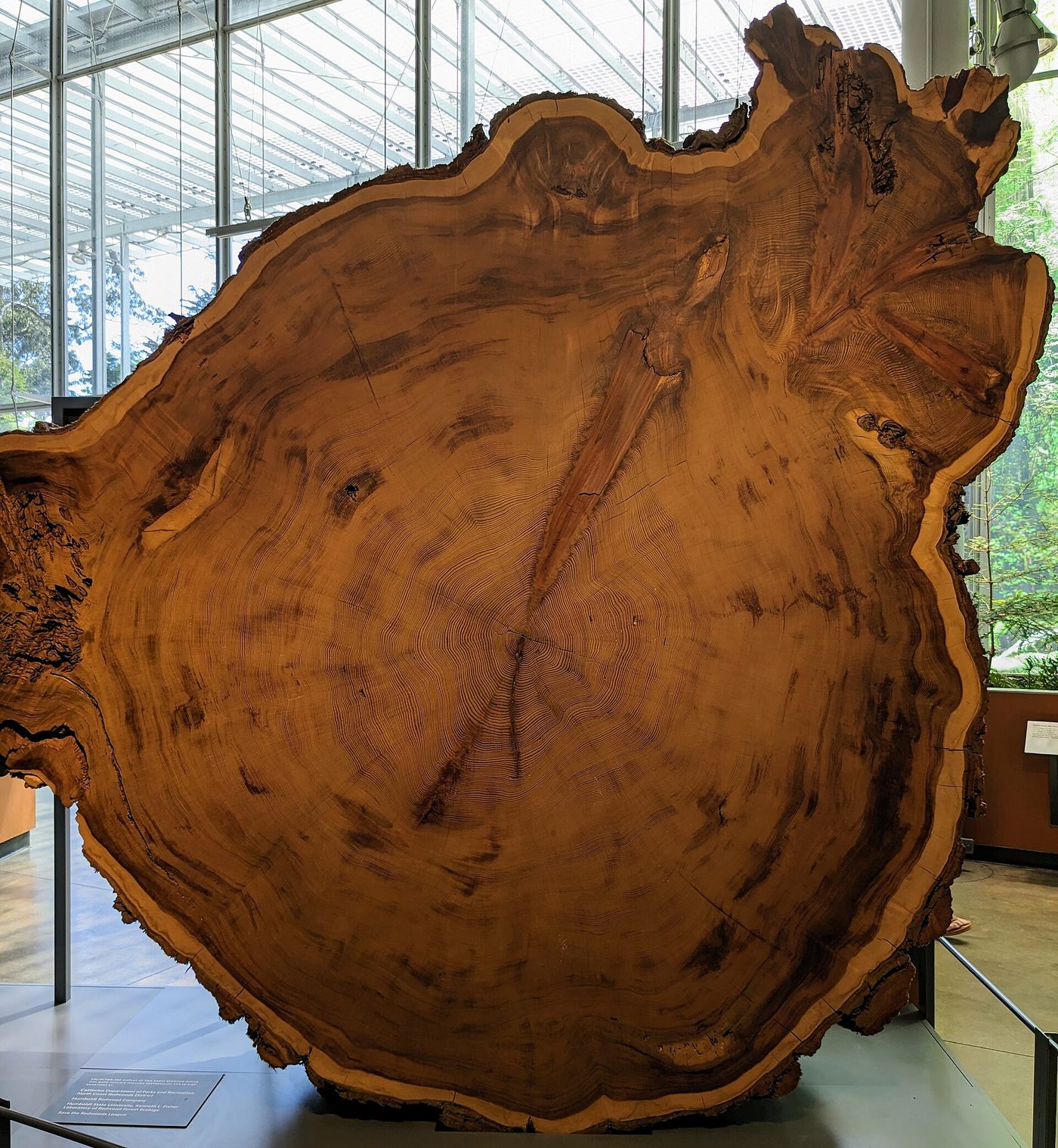 Redwood (Sequoia sempervirens (D. Don) Endl.) wood and tree photograph