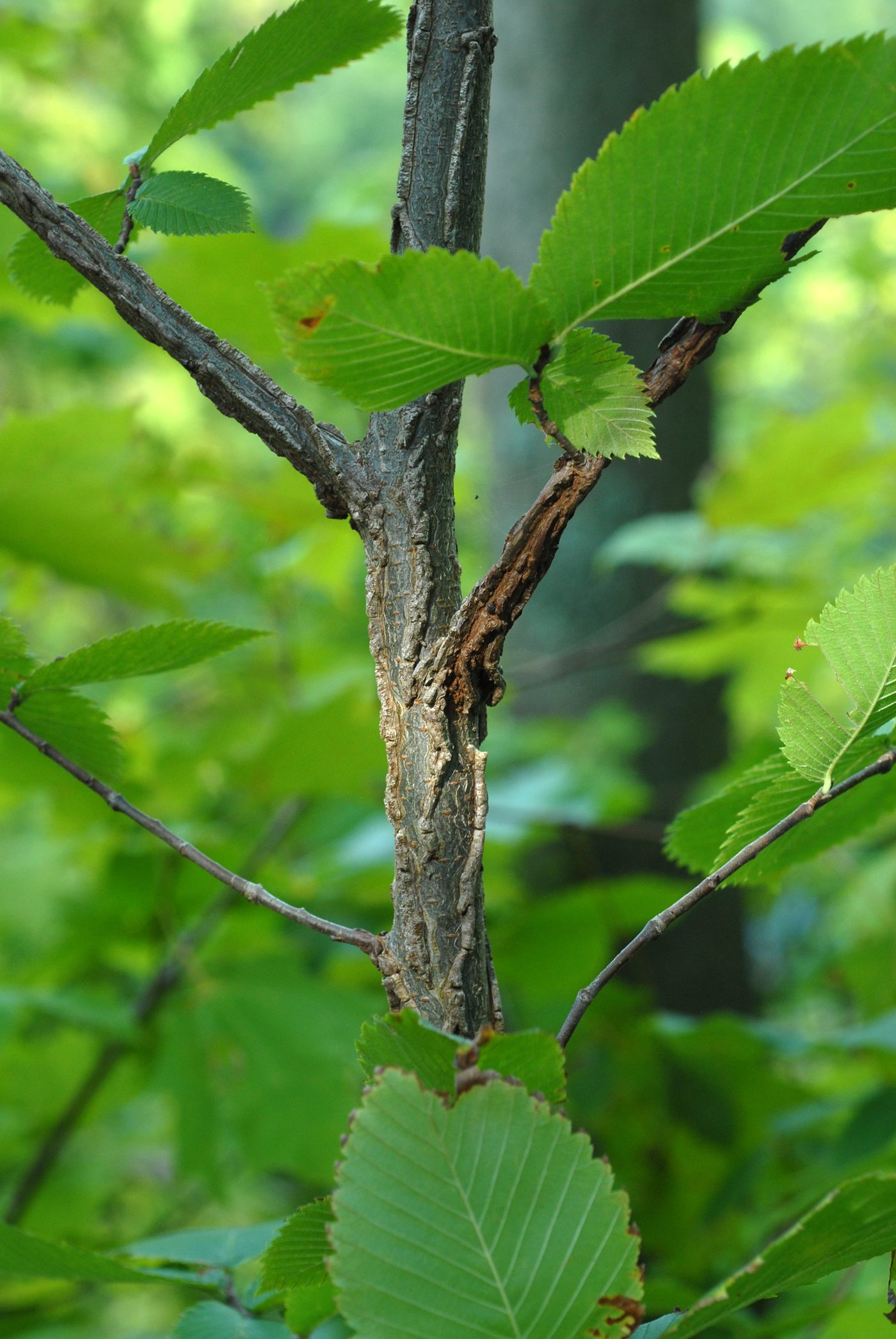 Rock Elm (Ulmus thomasii) wood and tree photograph