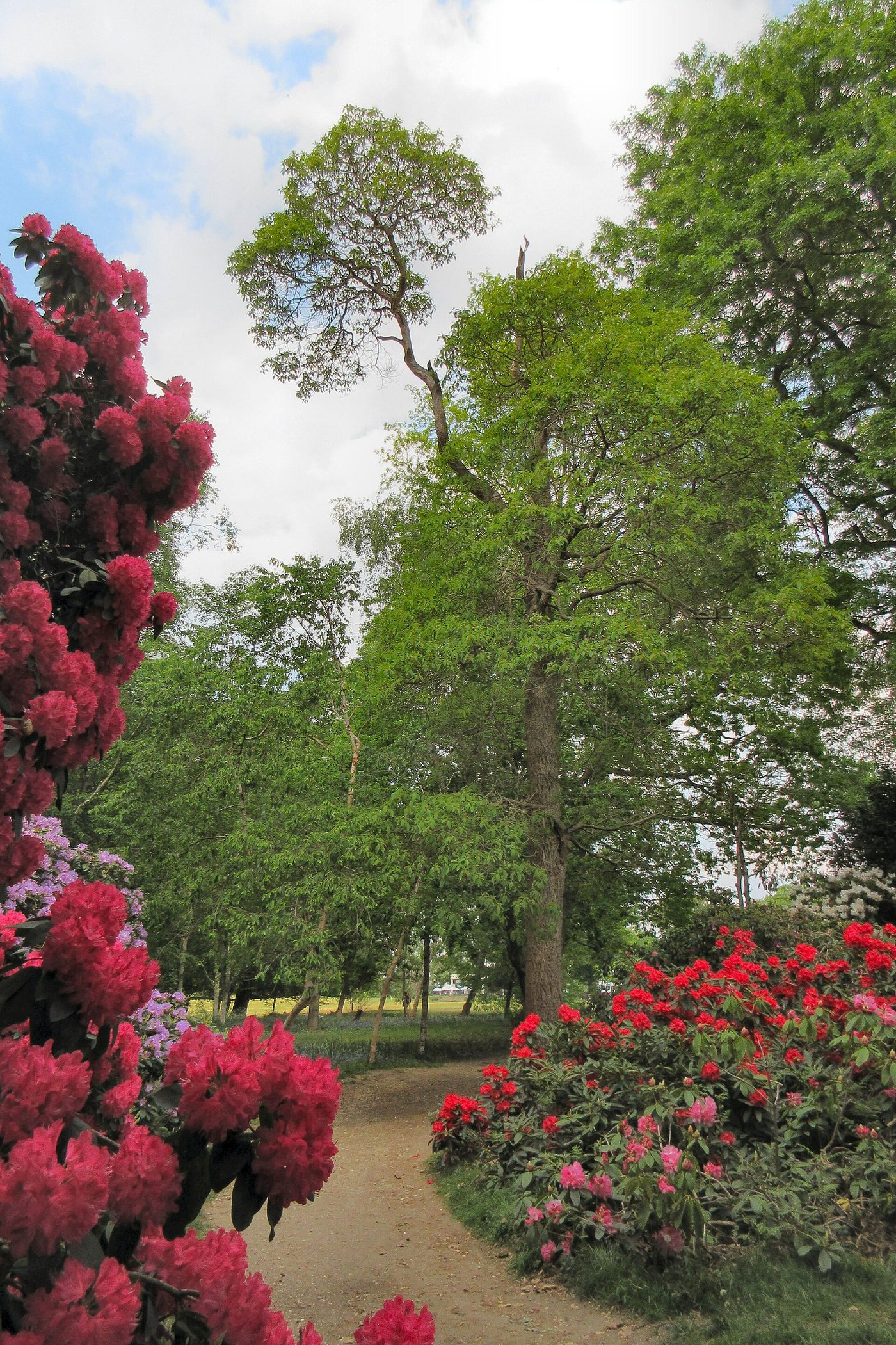 Sassafras (Sassafras albidum) wood and tree photograph
