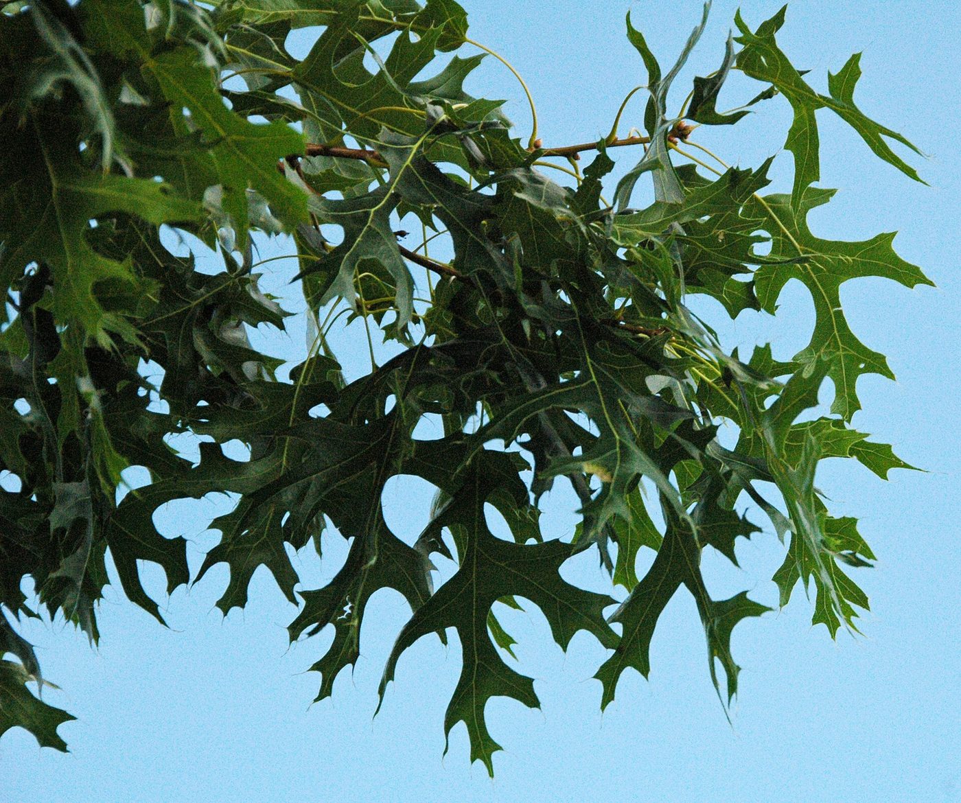 Scarlet Oak (Quercus coccinea) wood and tree photograph