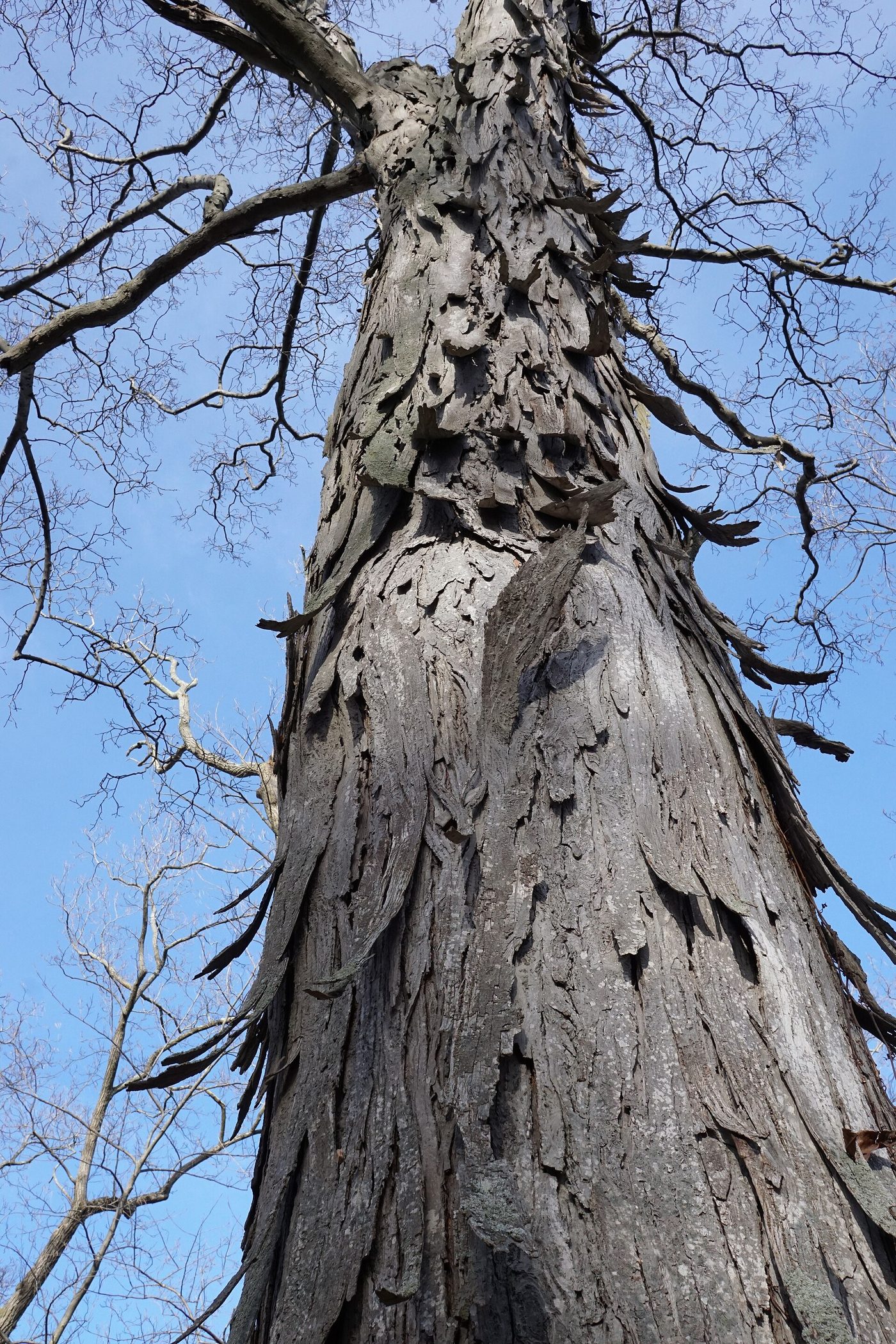 Shagbark Hickory (Carya ovata) wood and tree photograph