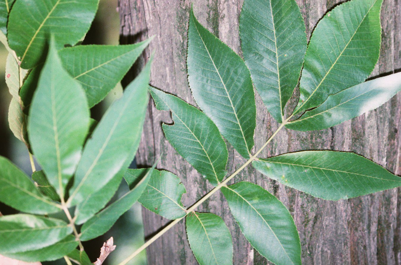 Shellbark Hickory (Carya laciniosa) wood and tree photograph