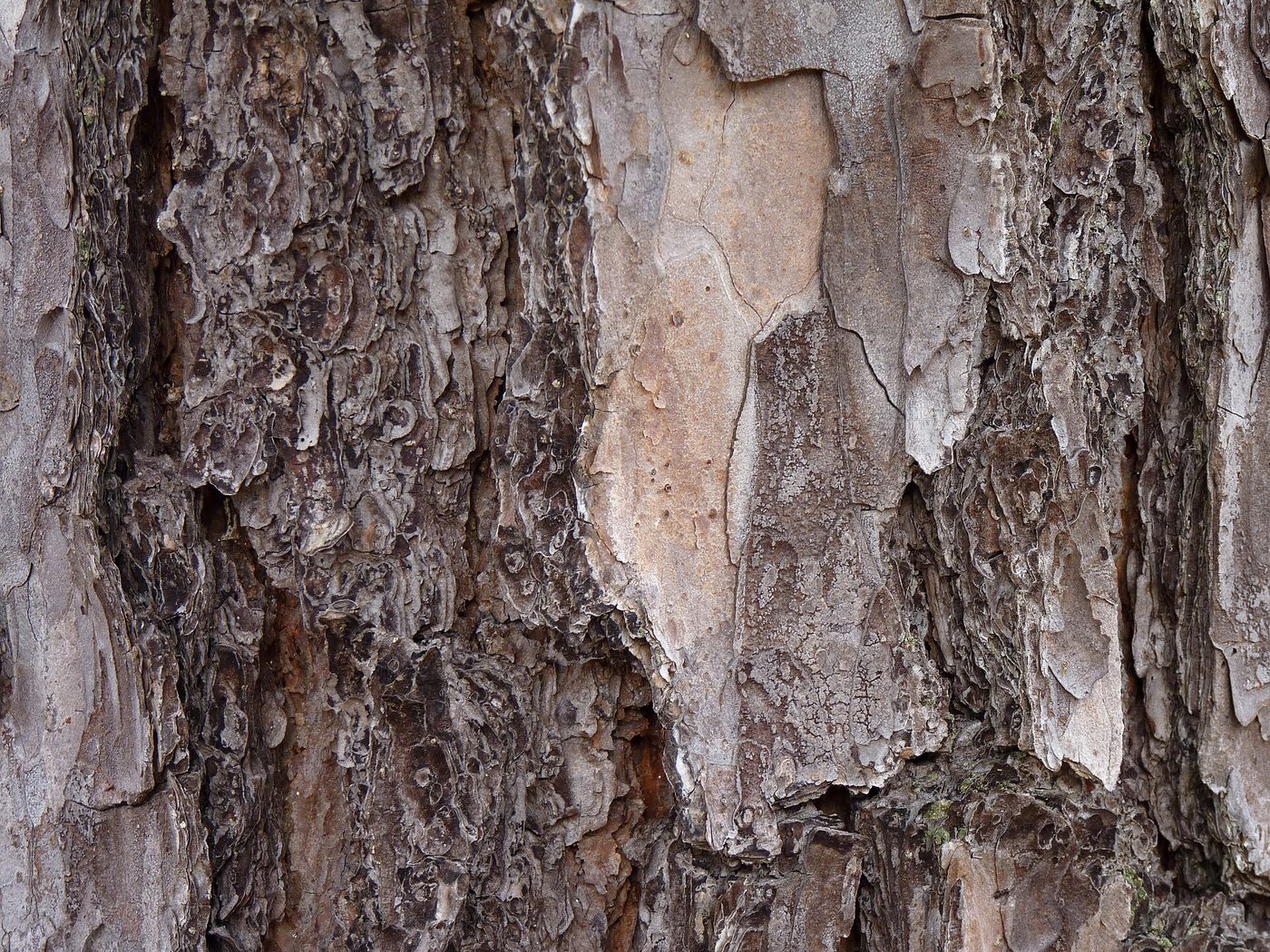 Shortleaf pine (Pinus echinata Mill.) wood and tree photograph