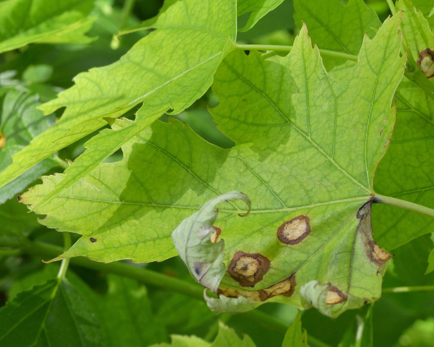 Silver Maple (Acer saccharinum) wood and tree photograph