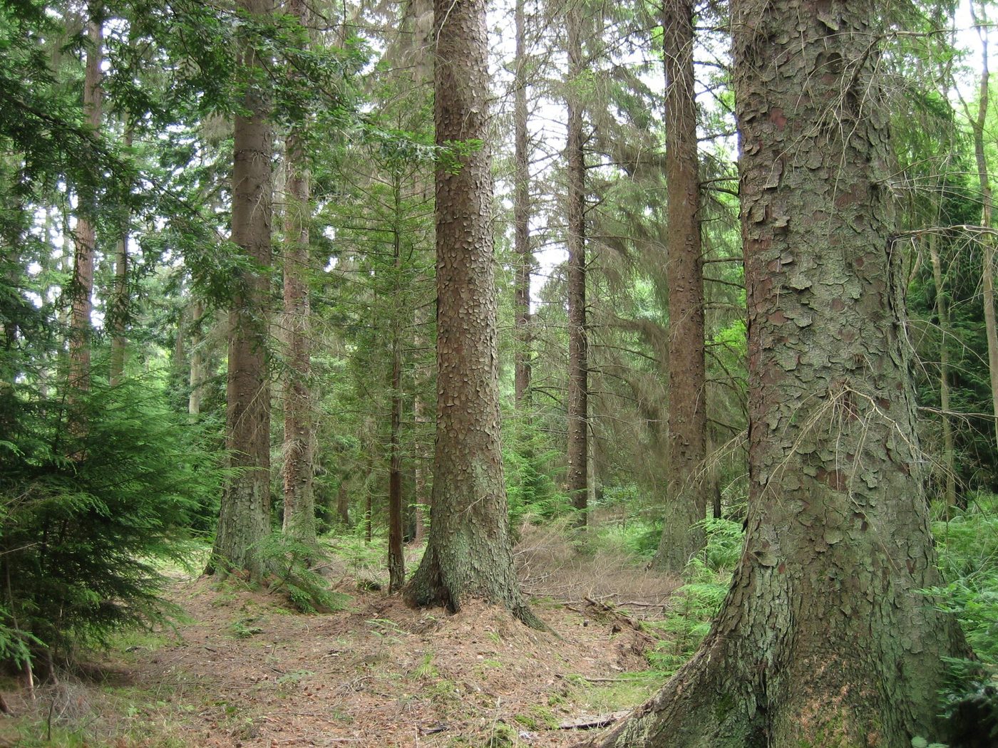 Sitka spruce (Picea sitchensis (Bong.) Carr.) wood and tree photograph