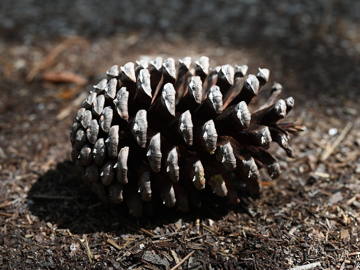 Slash pine (Pinus elliottii Engelm.) wood and tree photograph