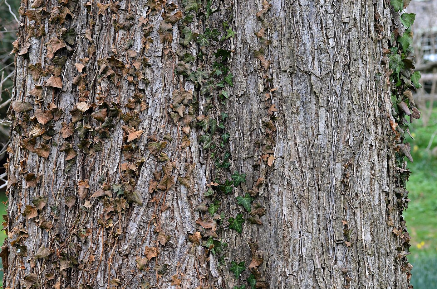 Slippery Elm (Ulmus rubra) wood and tree photograph