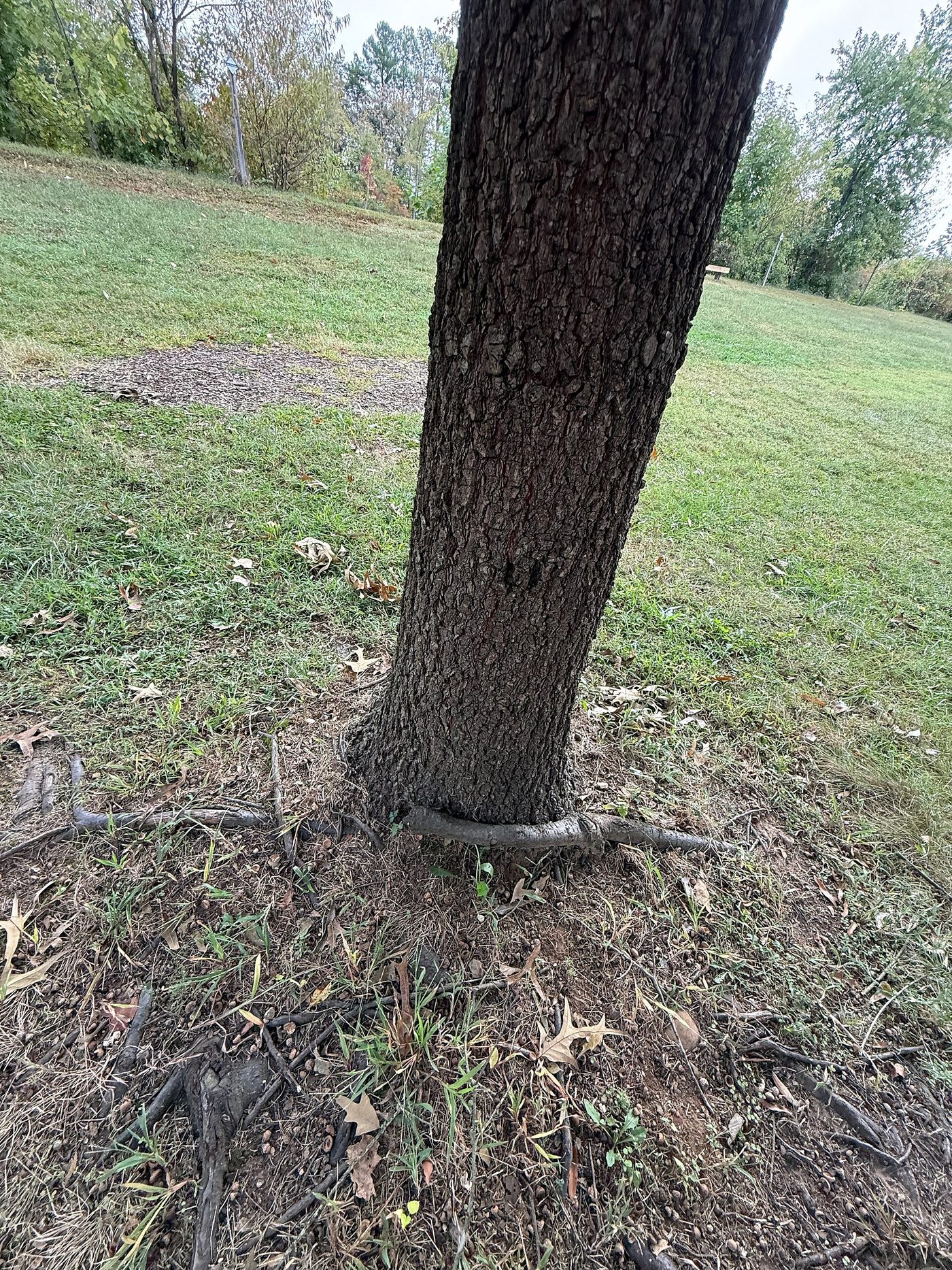 Southern Red Oak (Quercus falcata) wood and tree photograph
