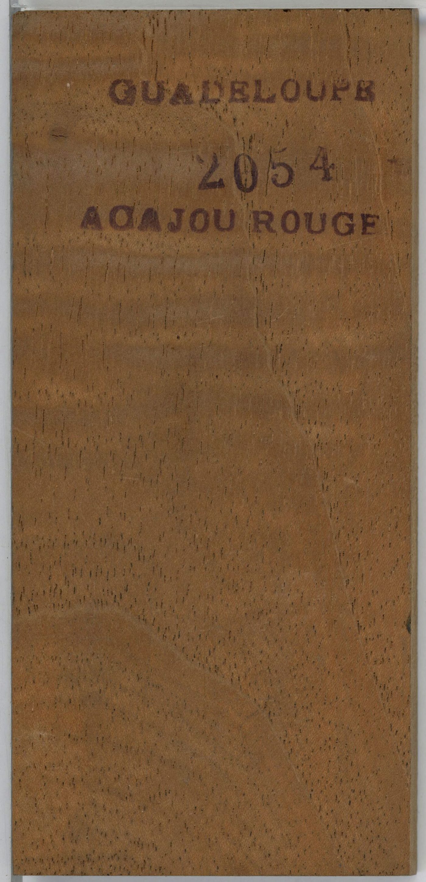 Spanish cedar (Cedrela spp.) wood and tree photograph