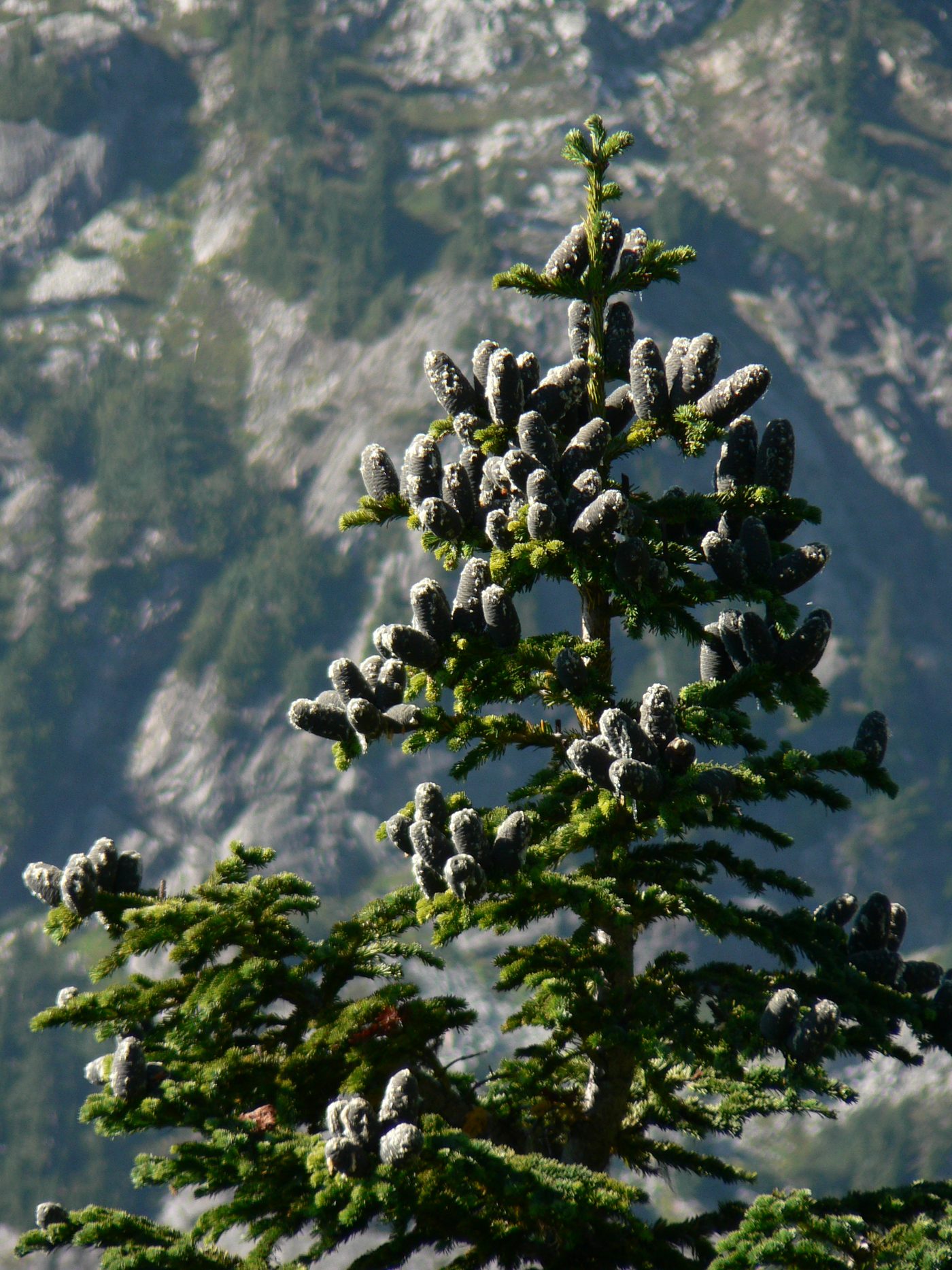 Subalpine Fir (Abies lasiocarpa (Hook.) Nutt.) wood and tree photograph