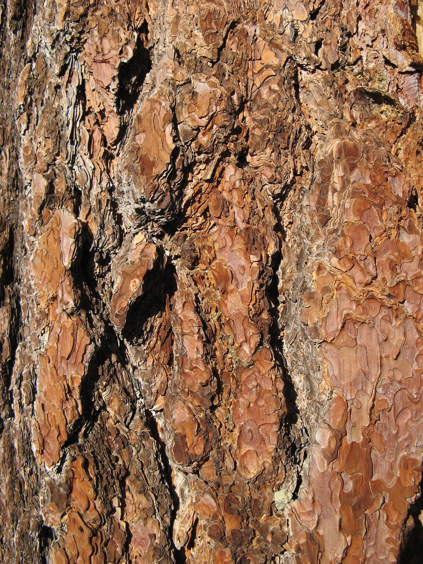 Sugar pine (Pinus lambertiana Dougl.) wood and tree photograph