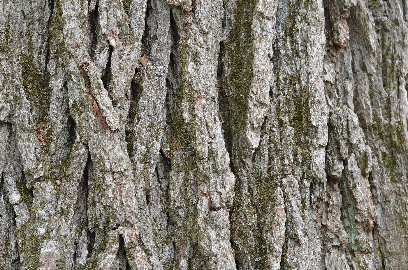 Swamp White Oak (Quercus bicolor) wood and tree photograph