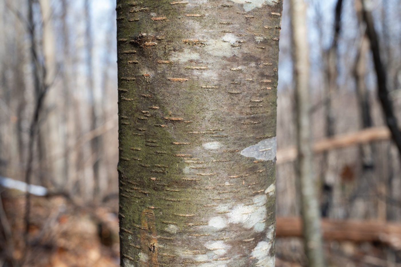 Sweet Birch (Betula lenta) wood and tree photograph
