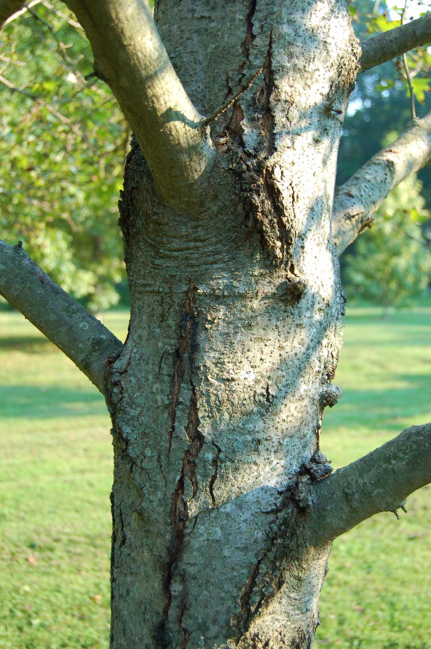 Sweetgum (Liquidambar styraciflua) wood and tree photograph
