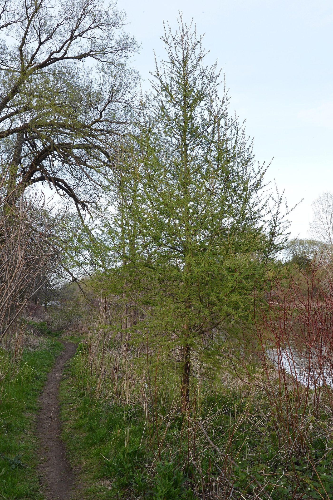 Tamarack (Larix laricina (Du Roi) K. Koch) wood and tree photograph