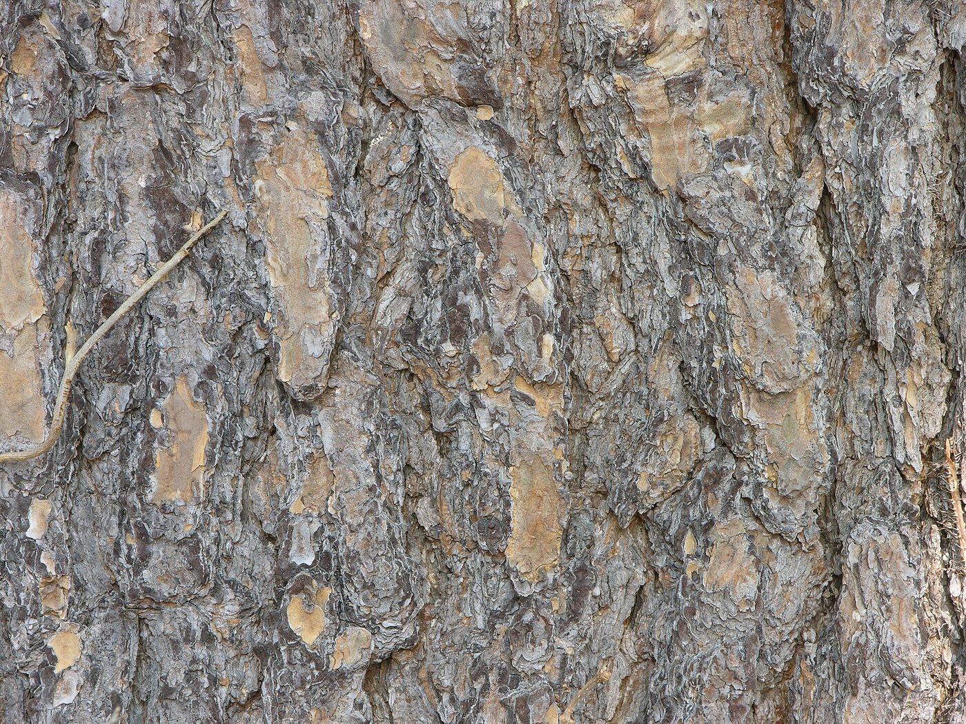 Virginia pine (Pinus virginiana Mill.) wood and tree photograph