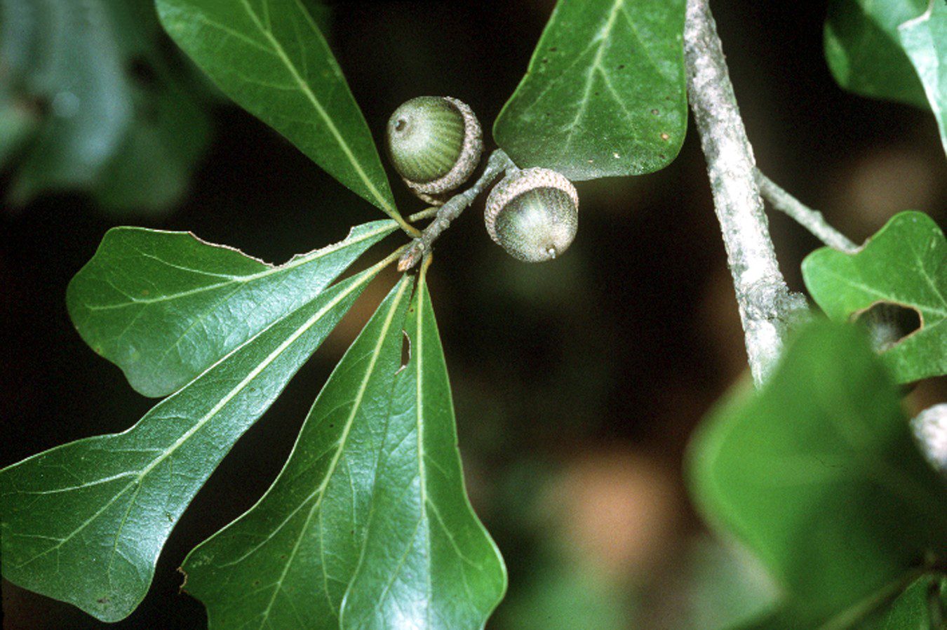 Water Oak (Quercus nigra) wood and tree photograph
