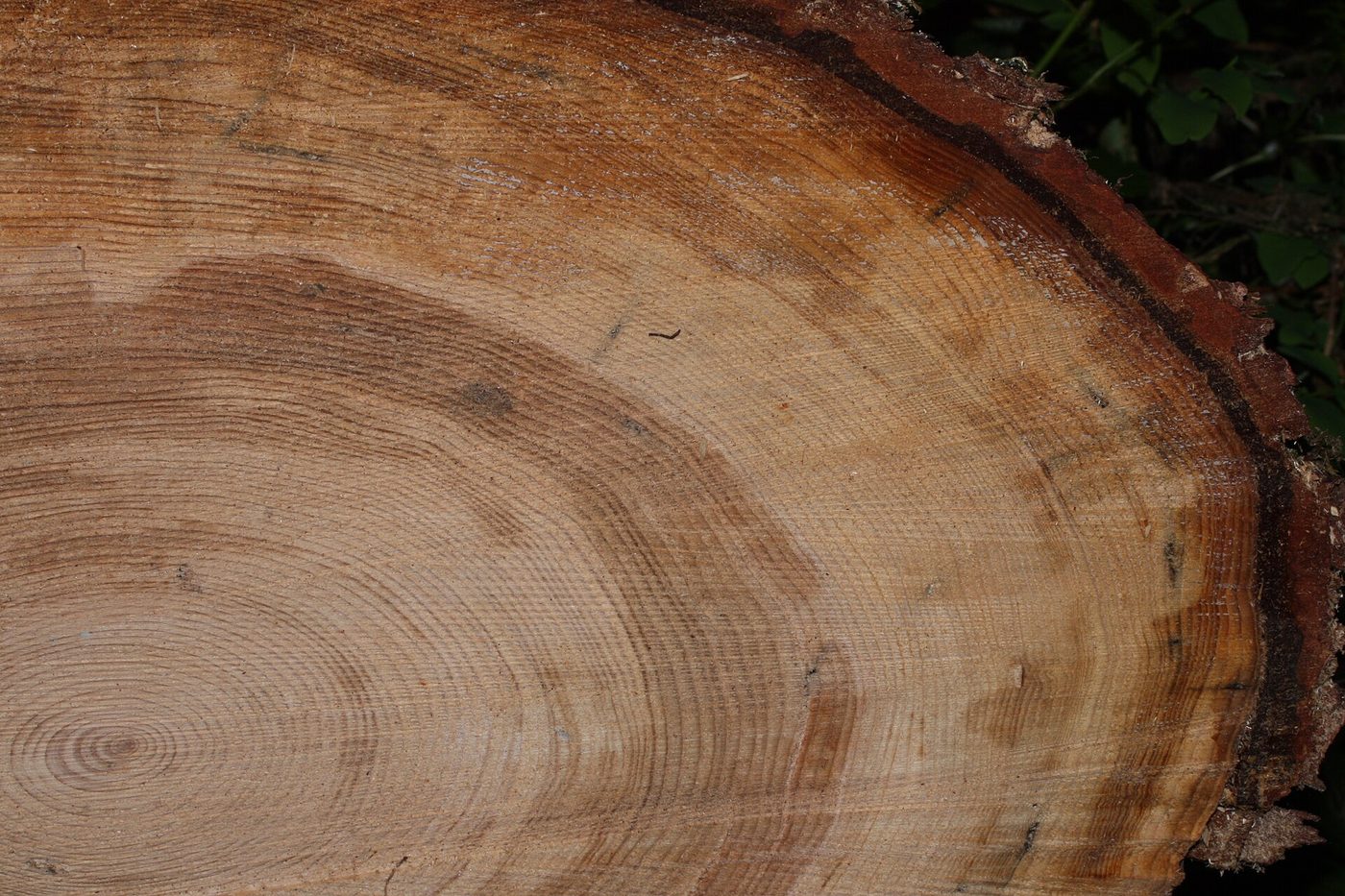 Western Hemlock (Tsuga heterophylla (Raf.) Sarg.) wood and tree photograph