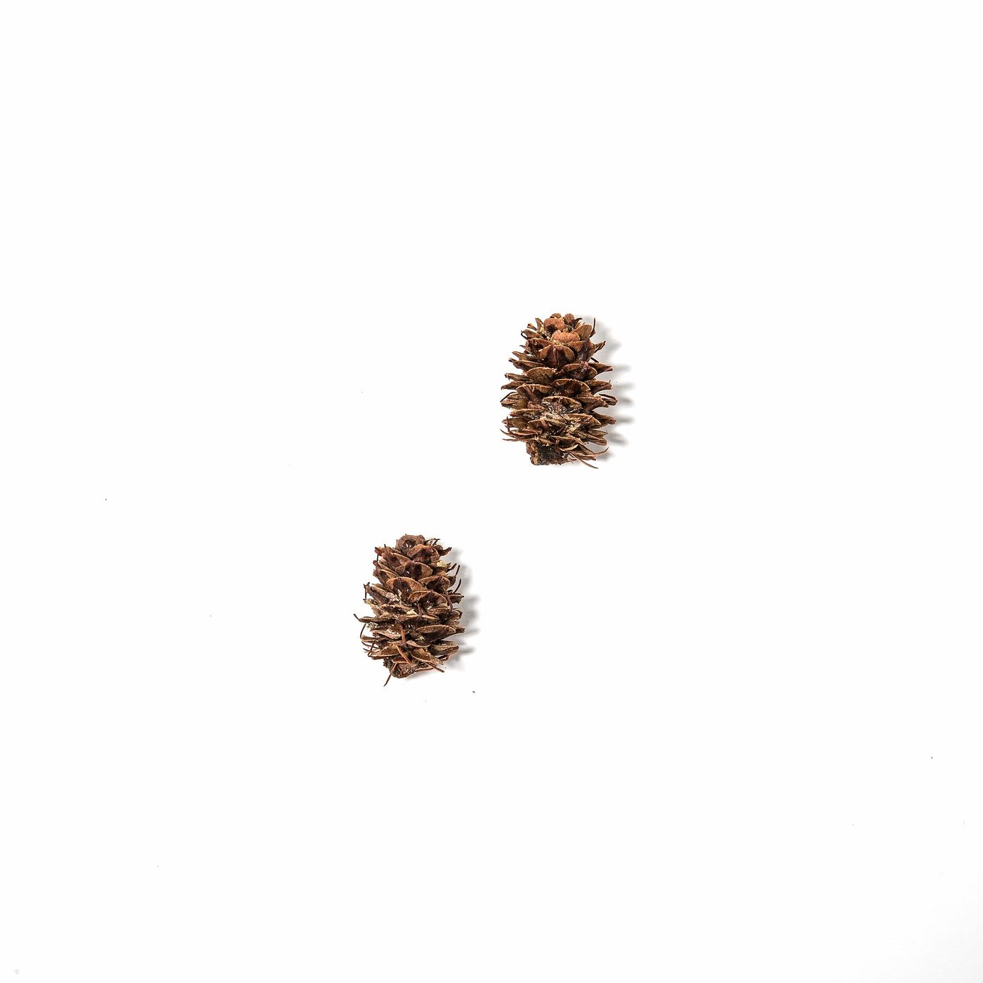 Western Larch (Larix occidentalis Nutt.) wood and tree photograph