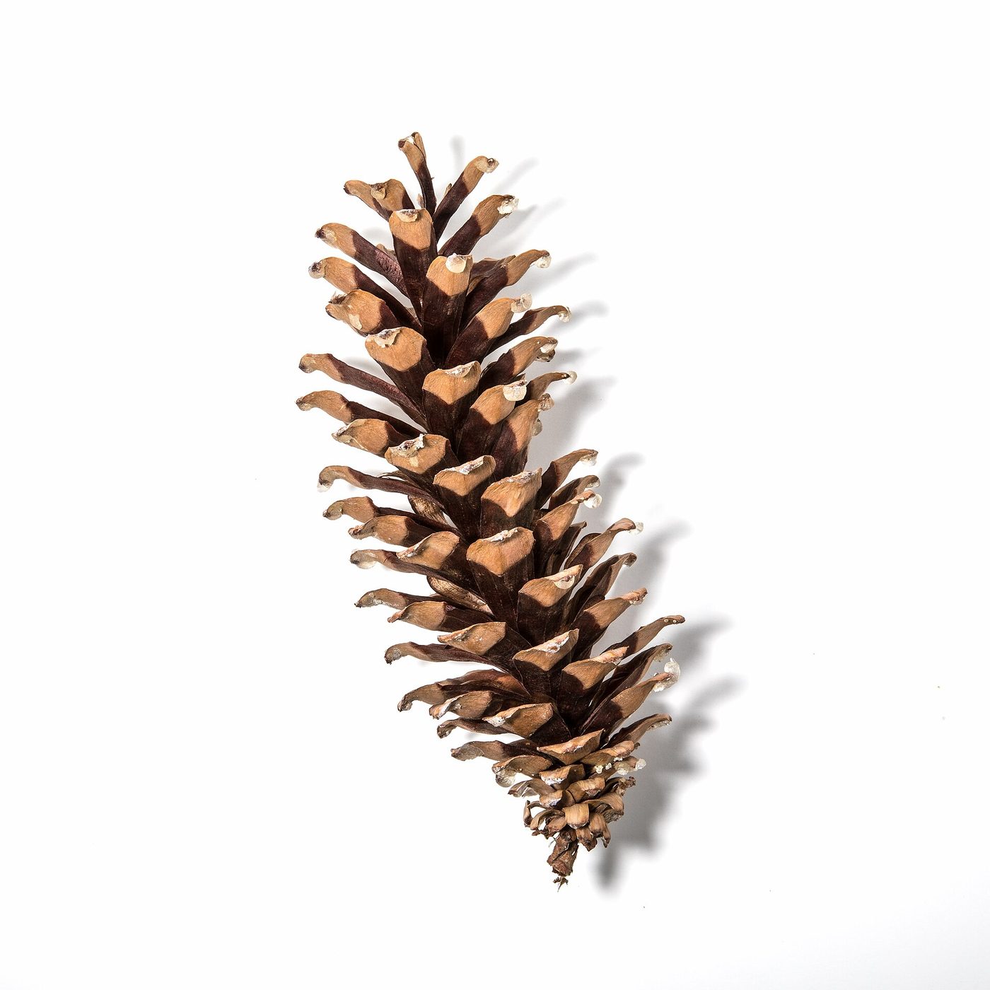 Western white pine (Pinus monticola Dougl. ex D. Don) wood and tree photograph
