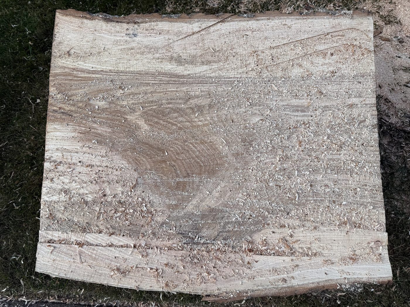 White Ash (Fraxinus americana) wood and tree photograph