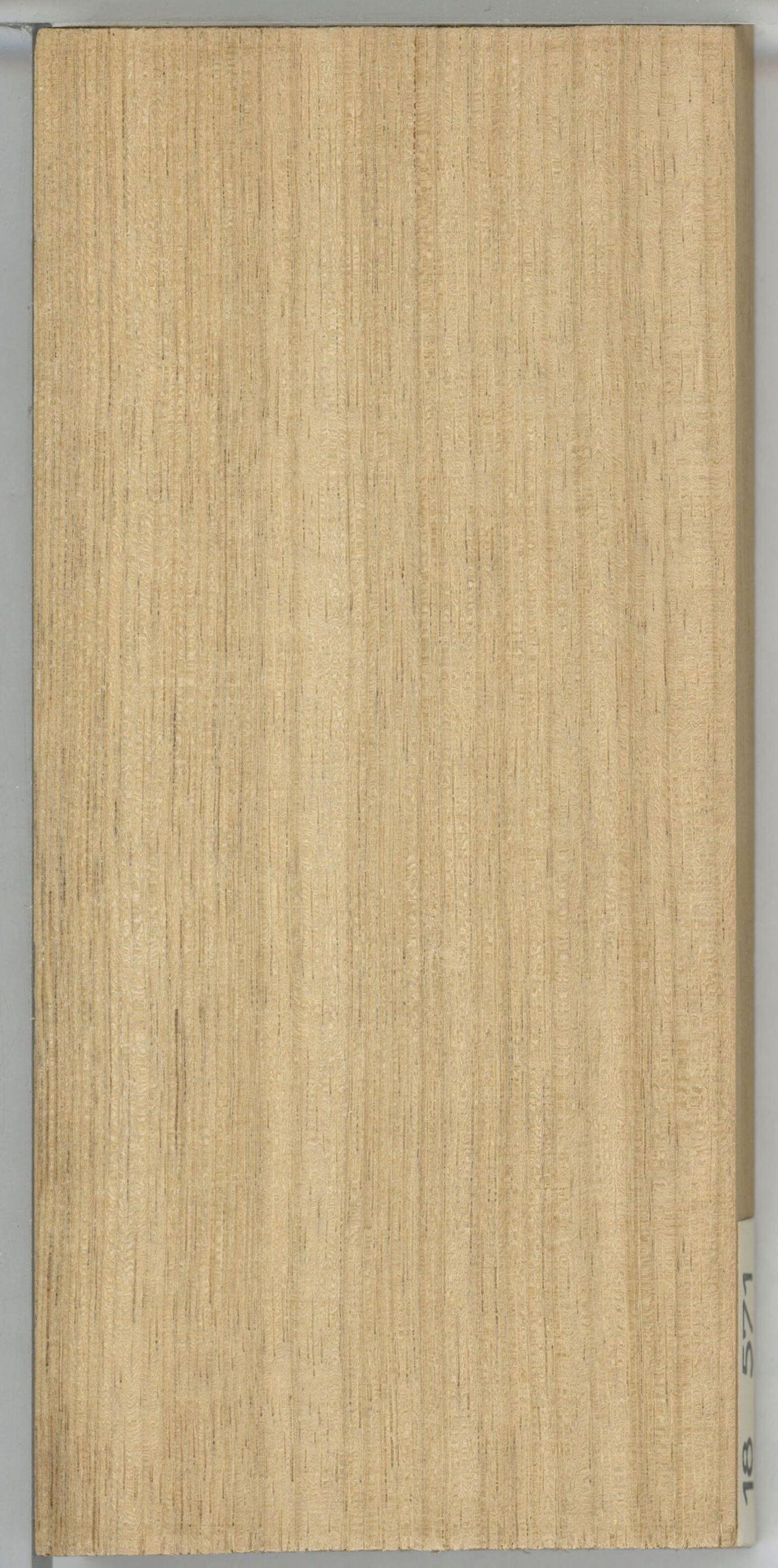White limba (Terminalia superba) wood and tree photograph