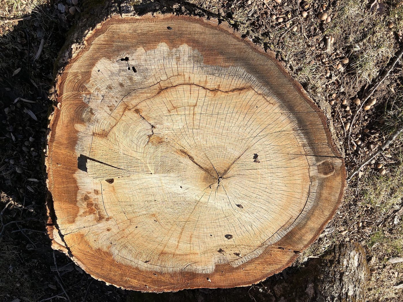 White Oak (Quercus alba) wood and tree photograph