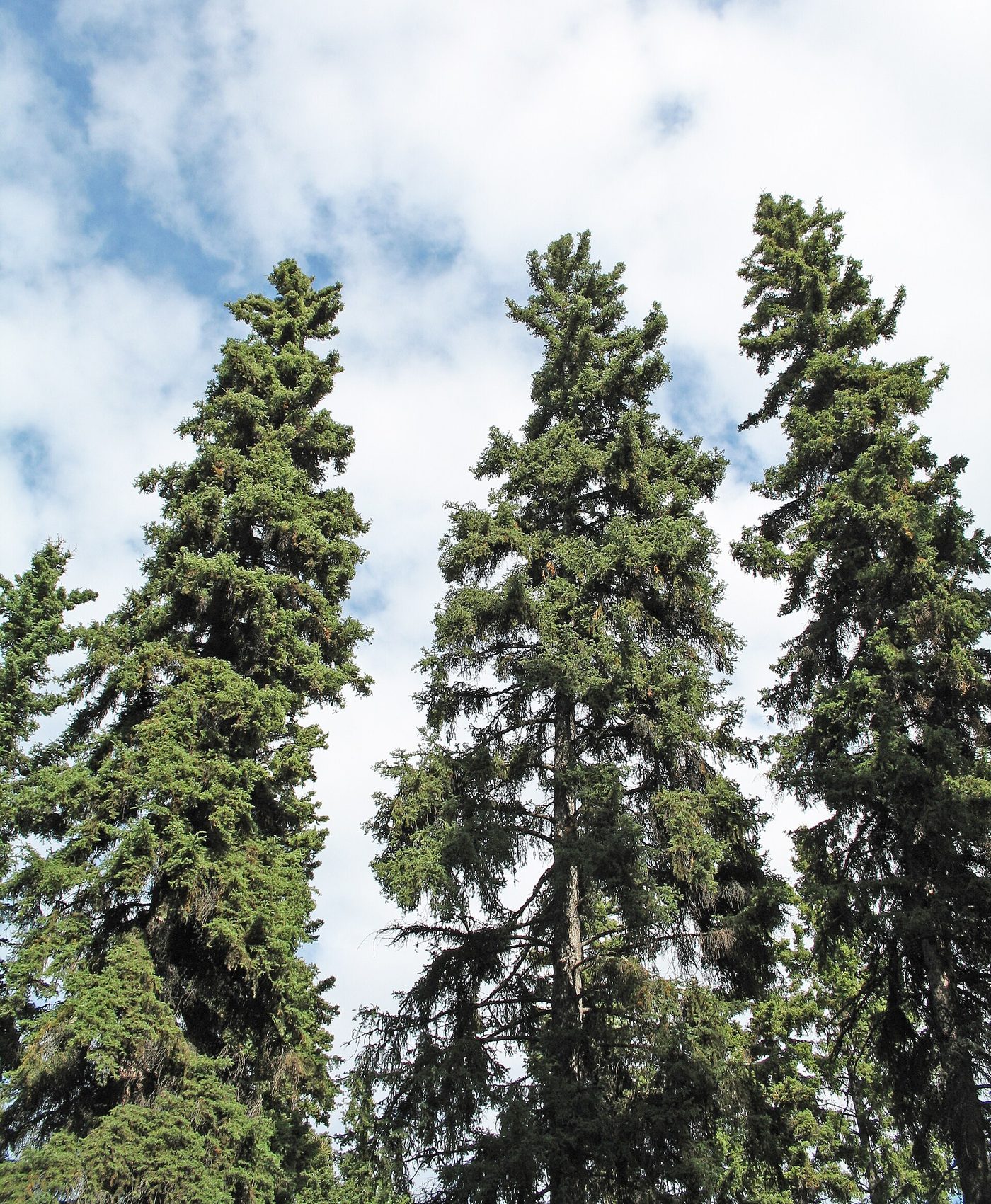 White spruce (Picea glauca (Moench) Voss) wood and tree photograph